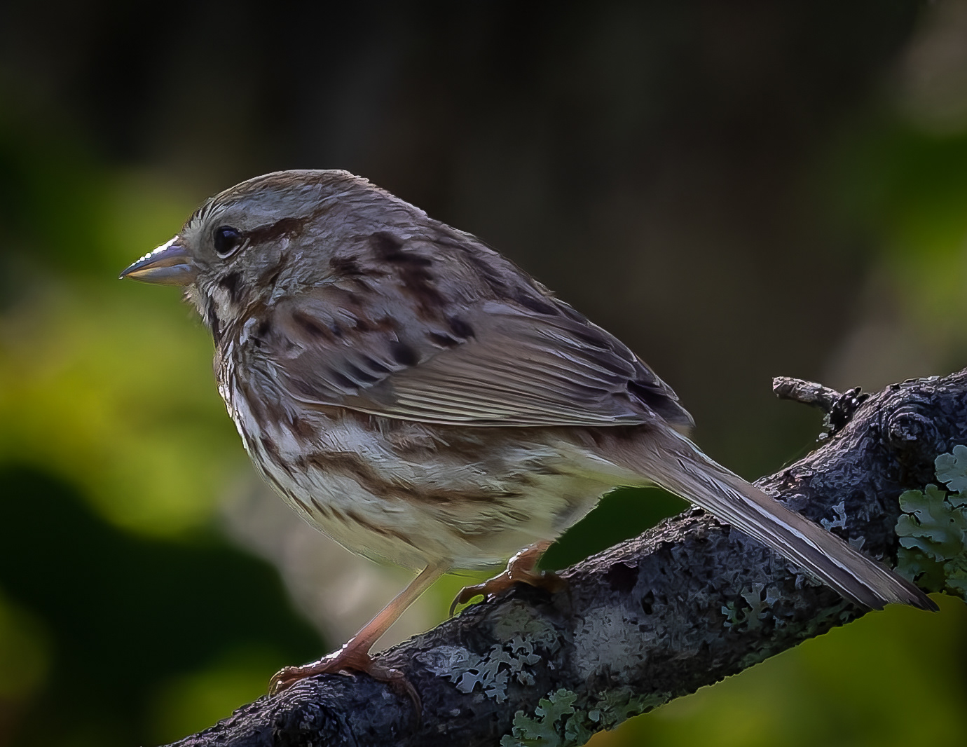 Song Sparrow No1