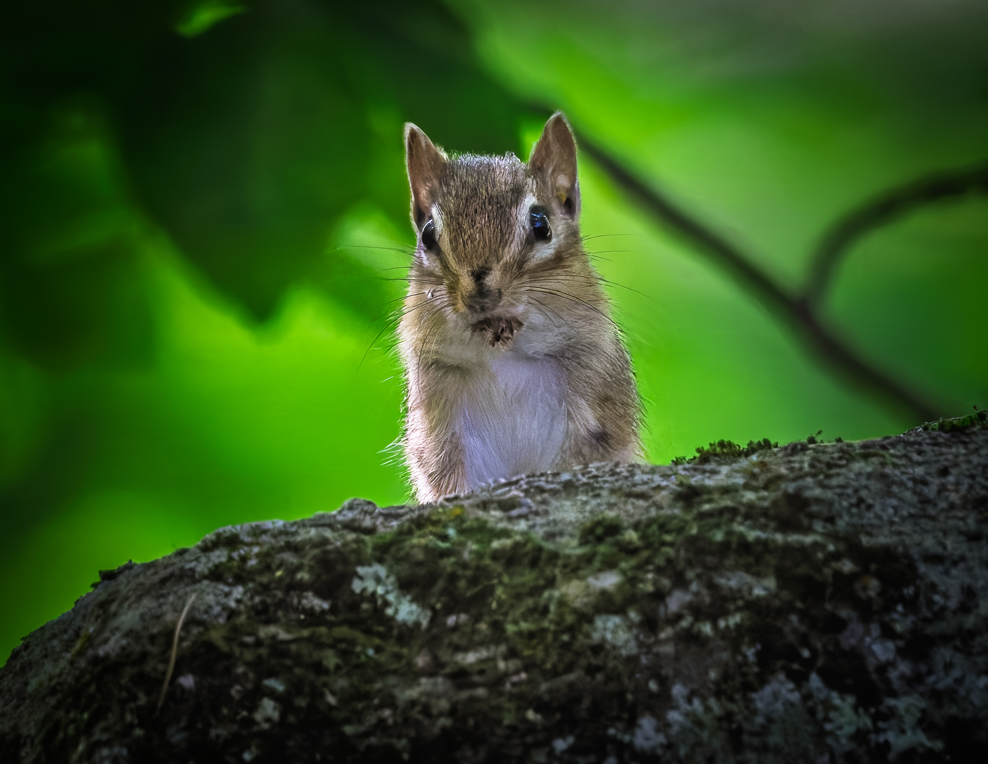 Chipmunk