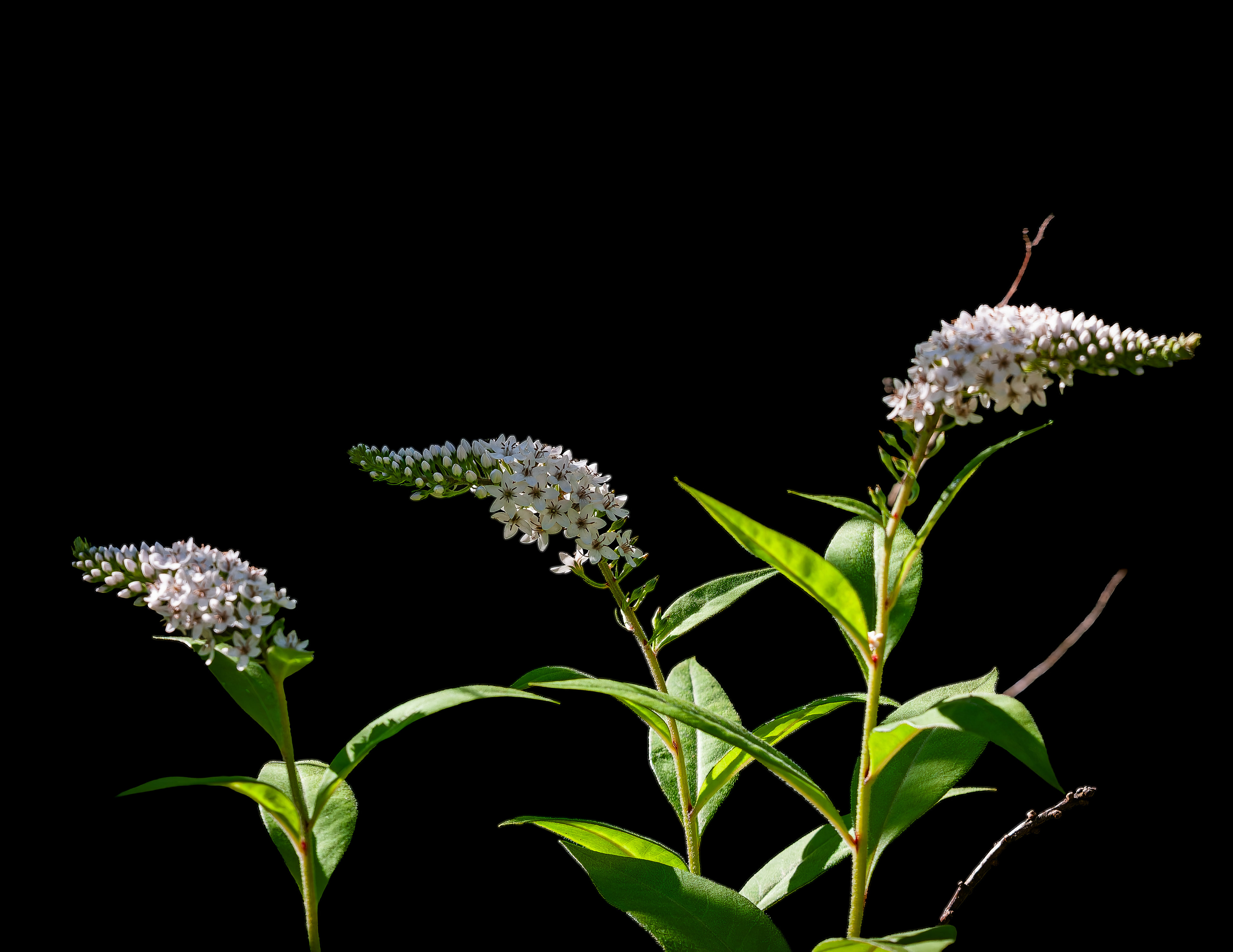 Gooseneck Loosestrife