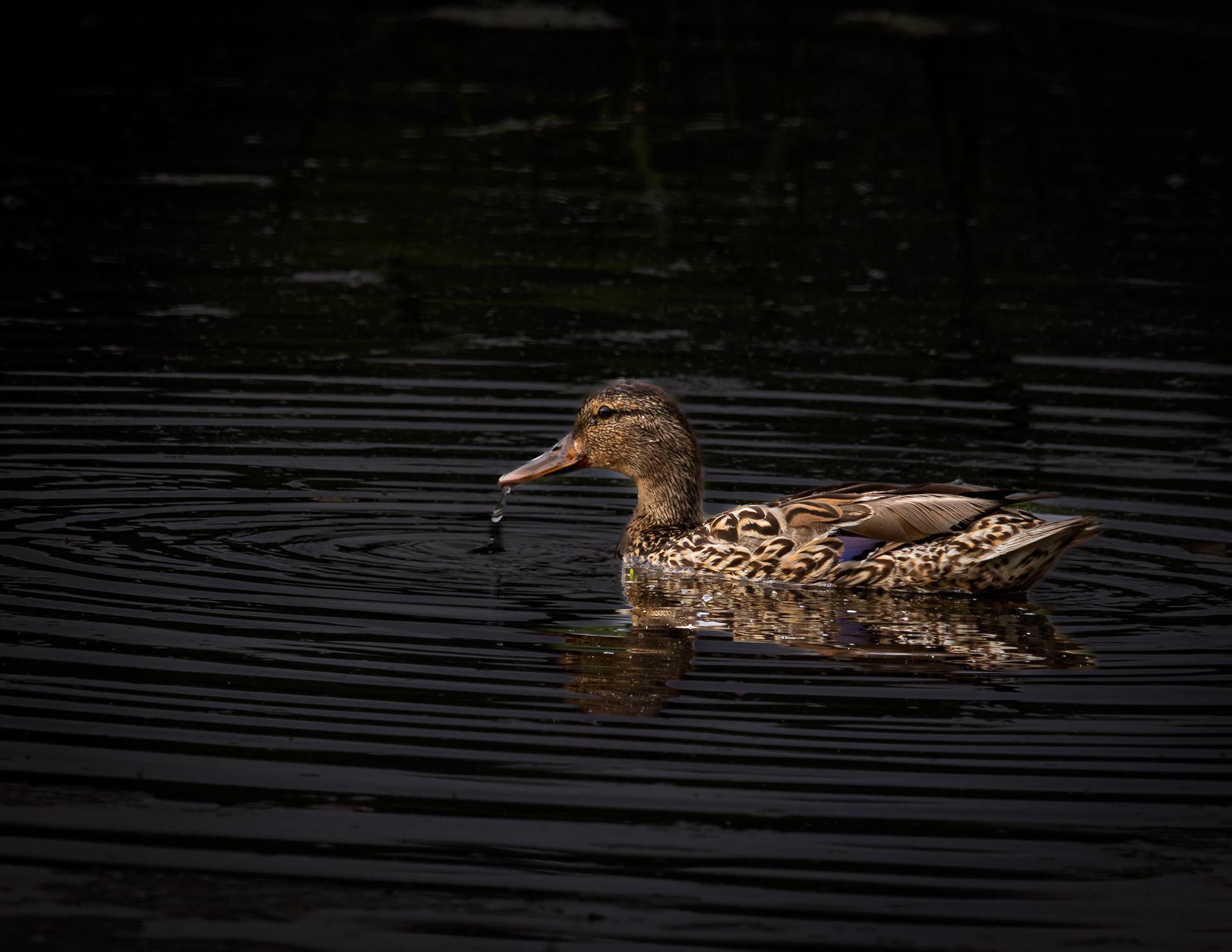 Immature Mallard Duck No4