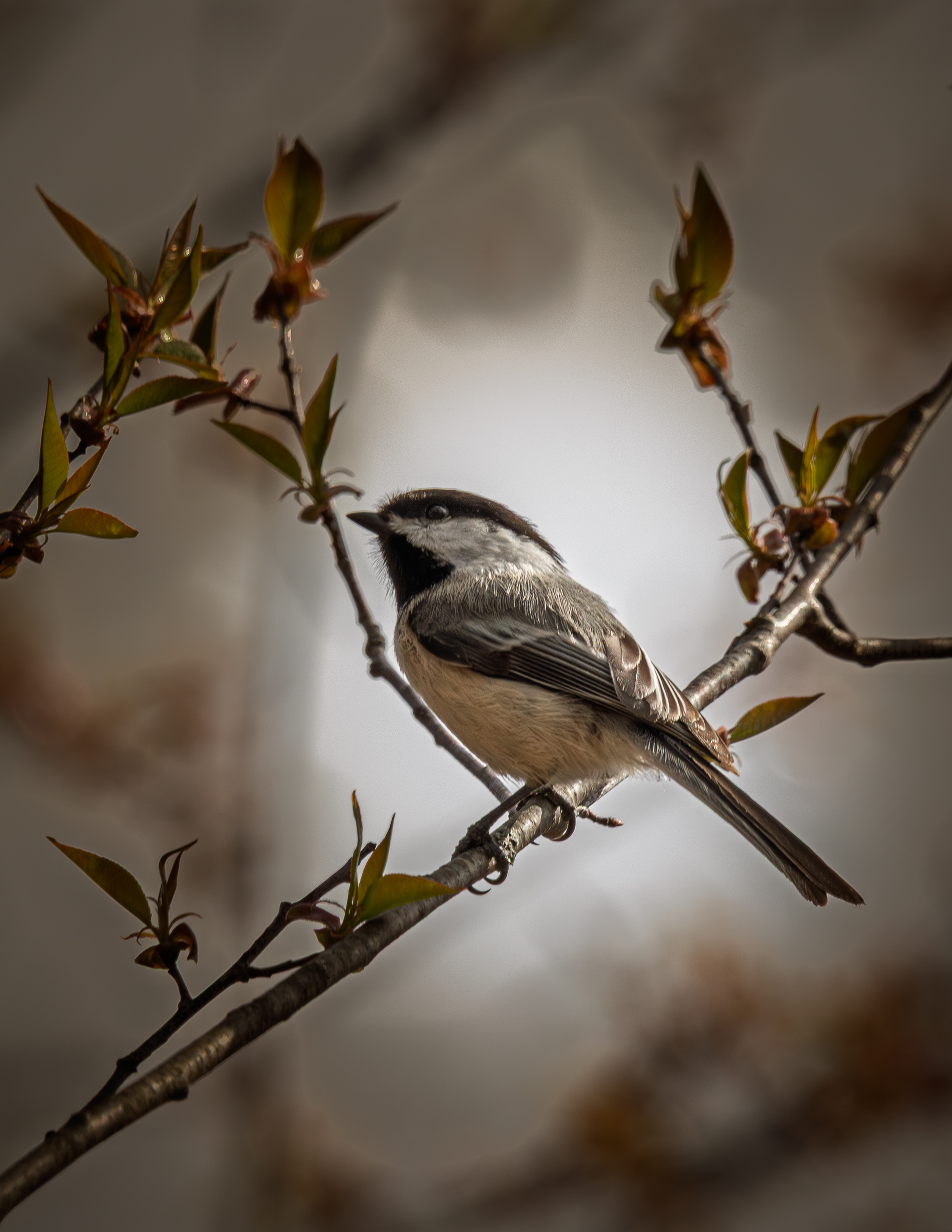 Chickadee - April 29, 2026