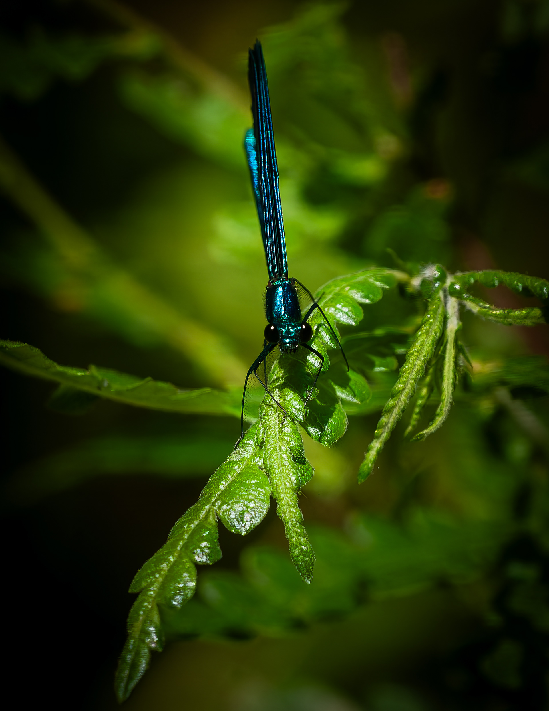 Ebony Jewelwing - June 21, 2026