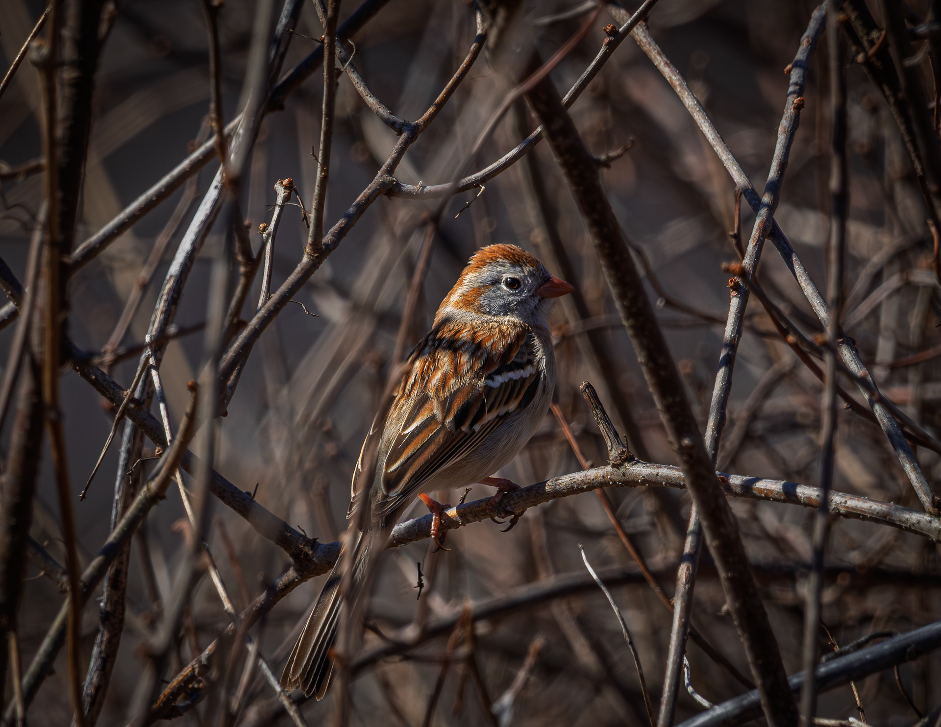 Sparrow at CSV No1