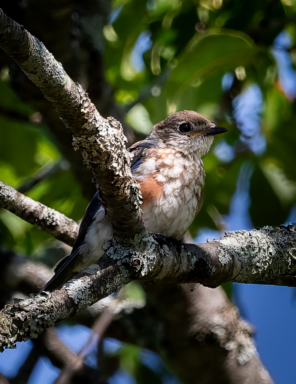 Juvenile Eastern Bluebird No2 - August 24, 2026