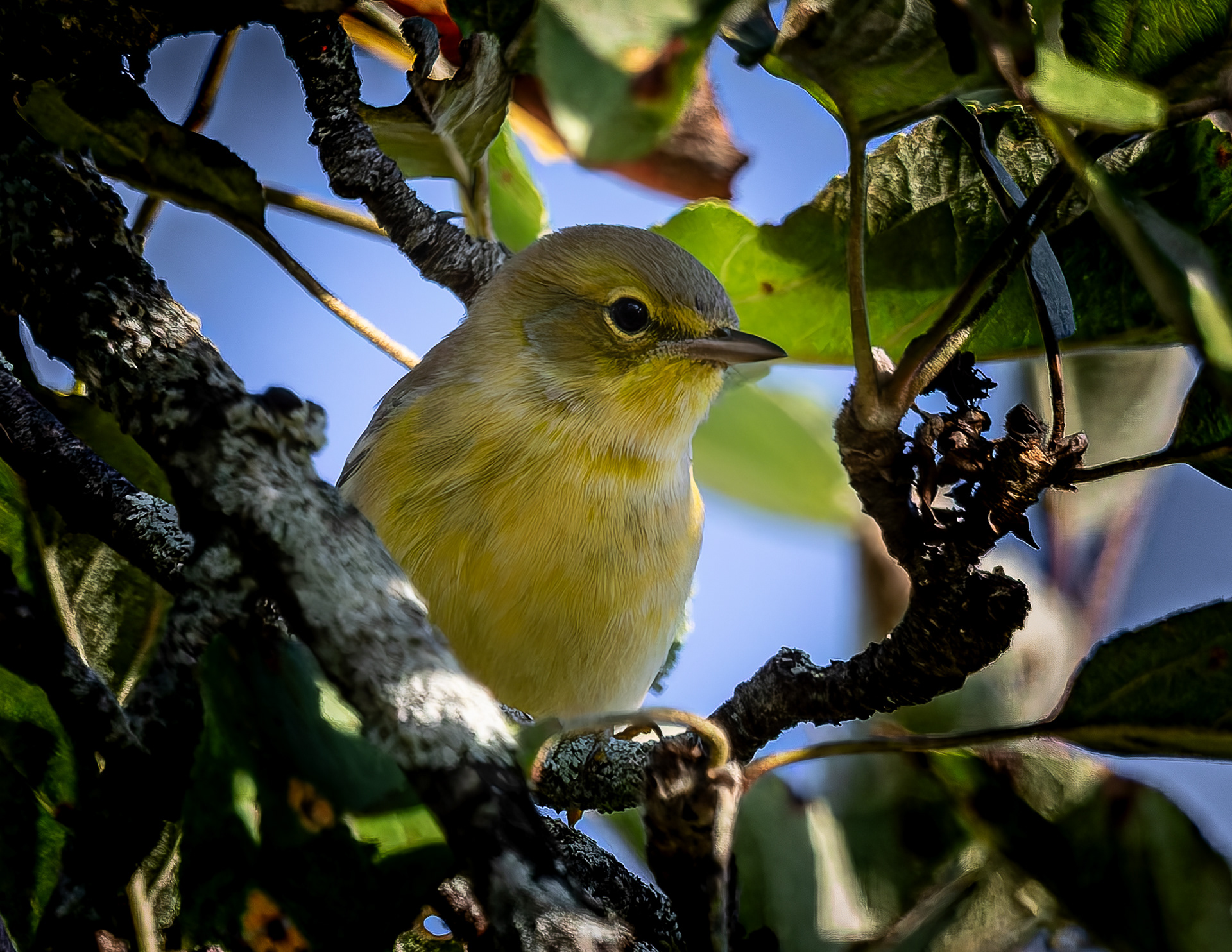 Pine Warbler No1 - September 16, 2026