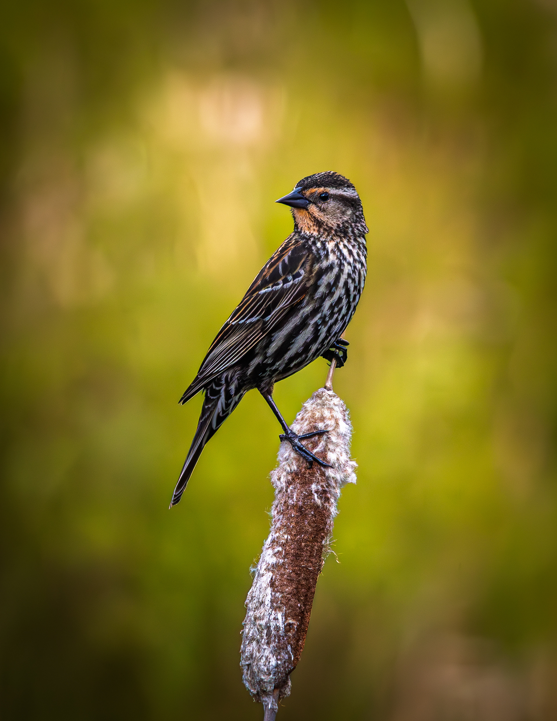 Female Red-winged Blackbird No2