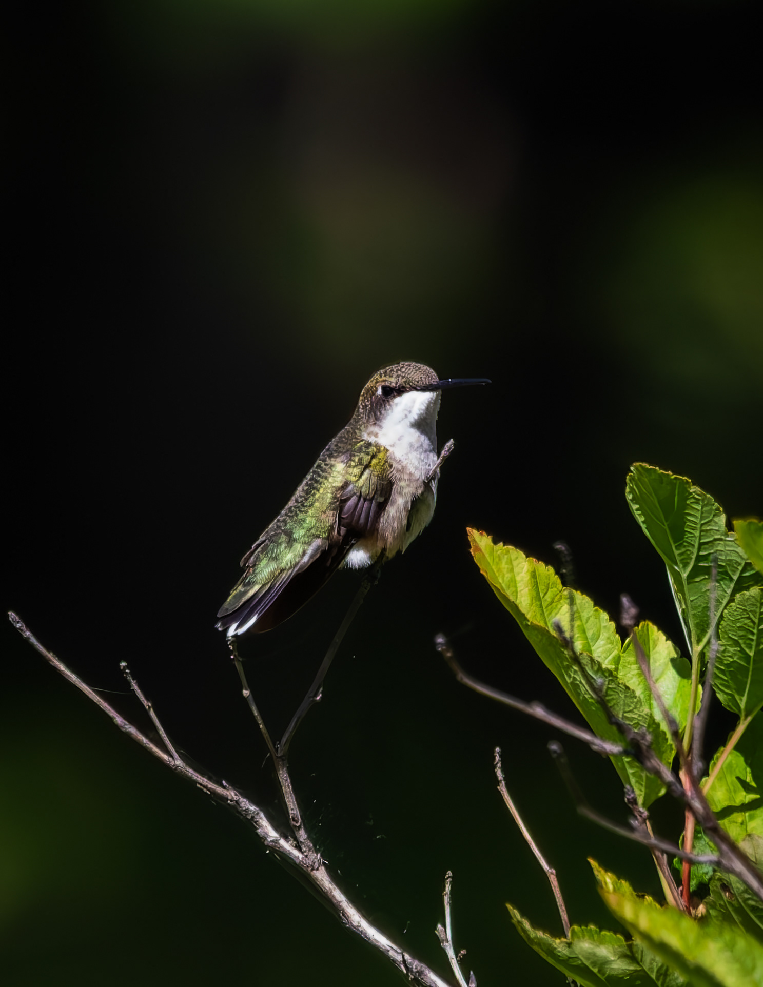 Ruby-throated Hummingbird No2 - August 21, 2026