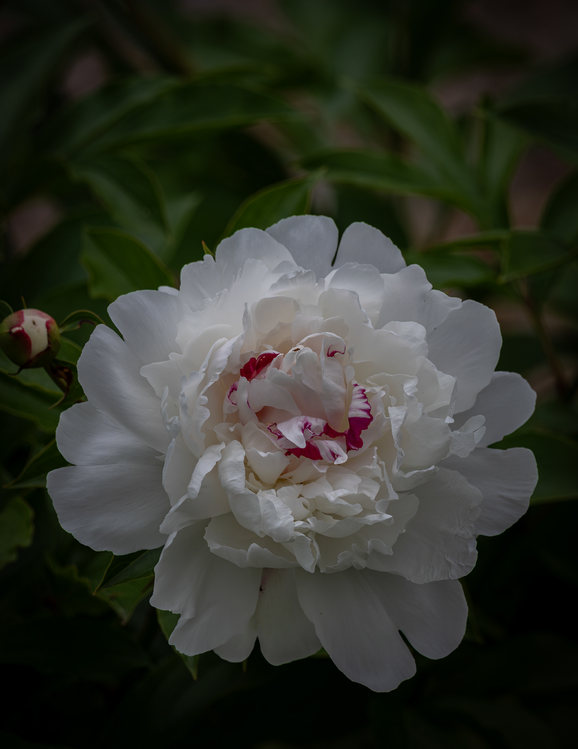Peony - June 13, 2025