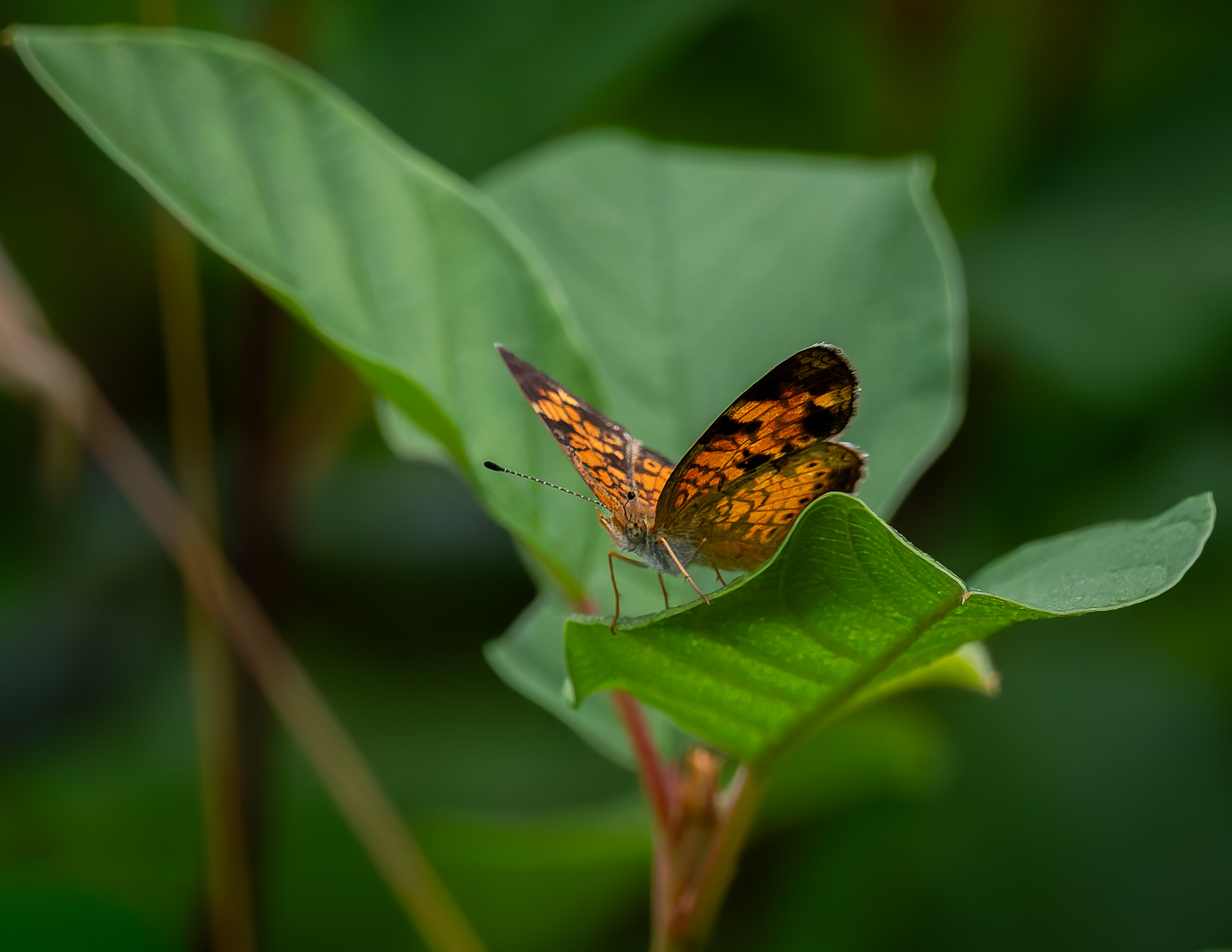 Pear Crescent Butterfly
