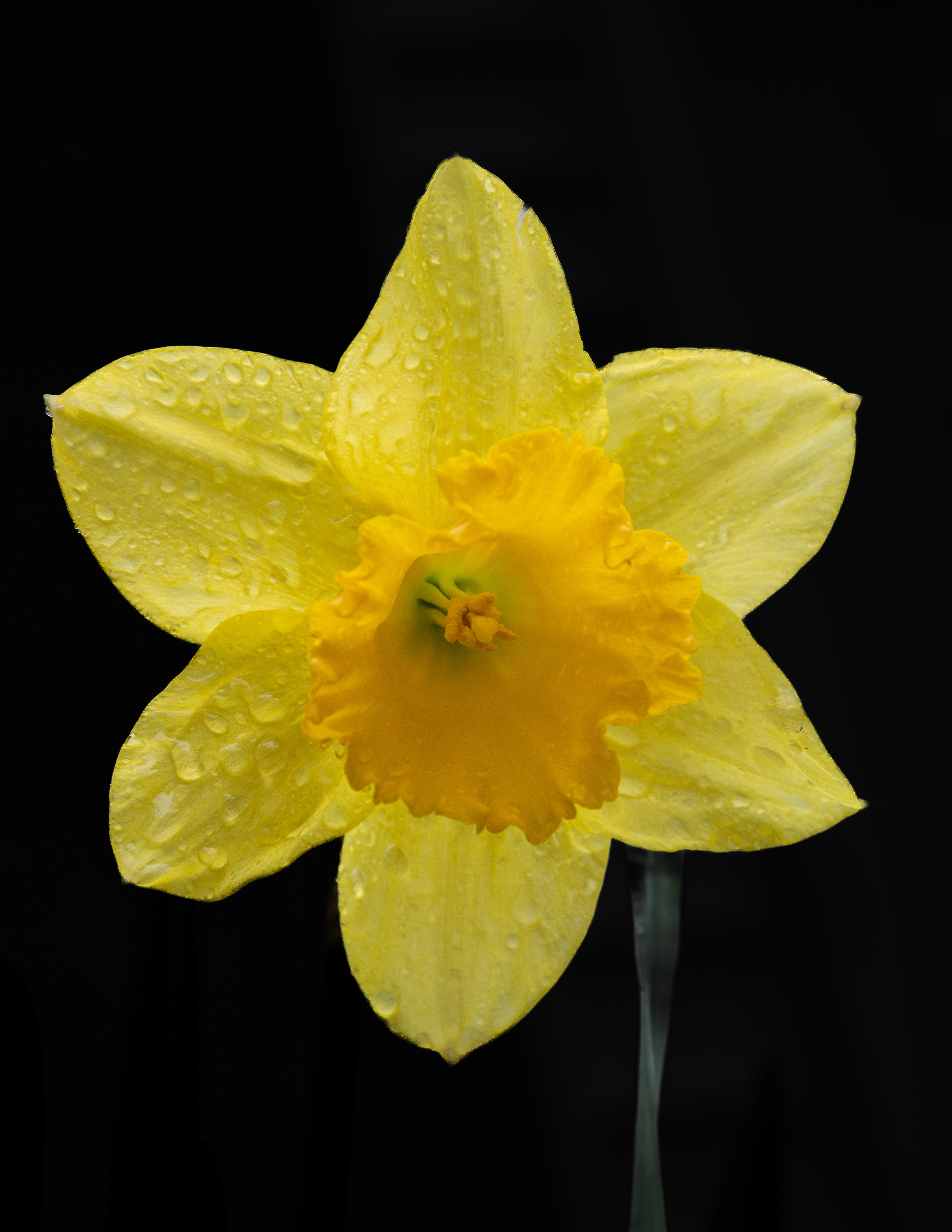 Low-key Daffodil - May 4, 2025