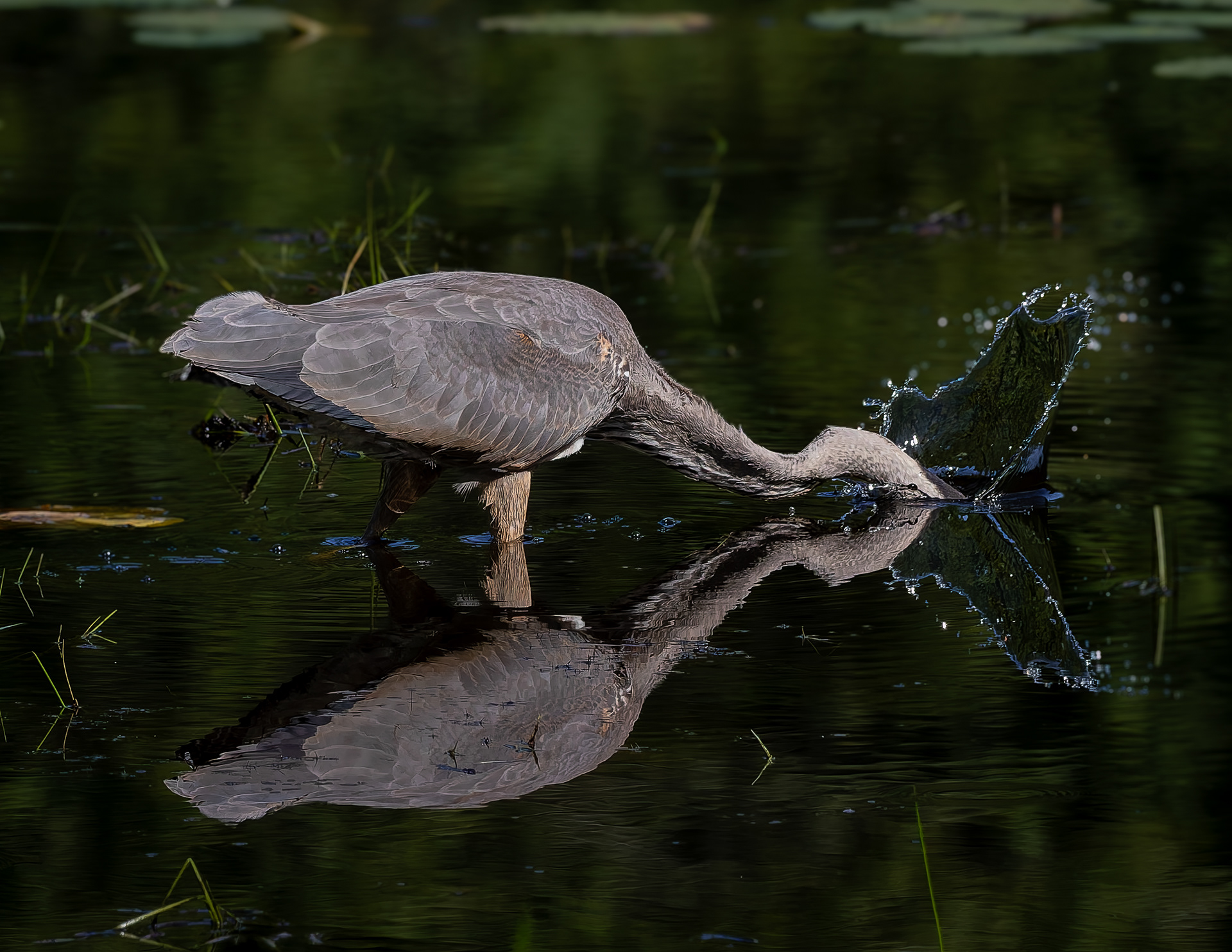 Great Blue Heron No5