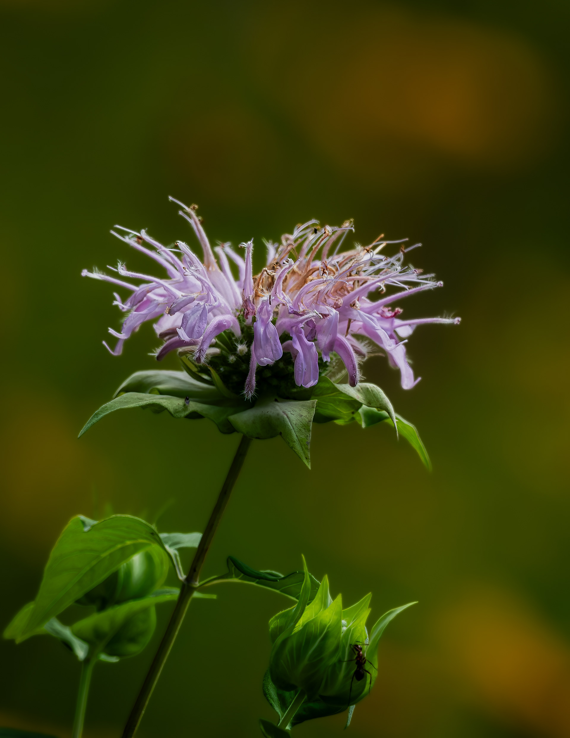 Lavender Bee Balm