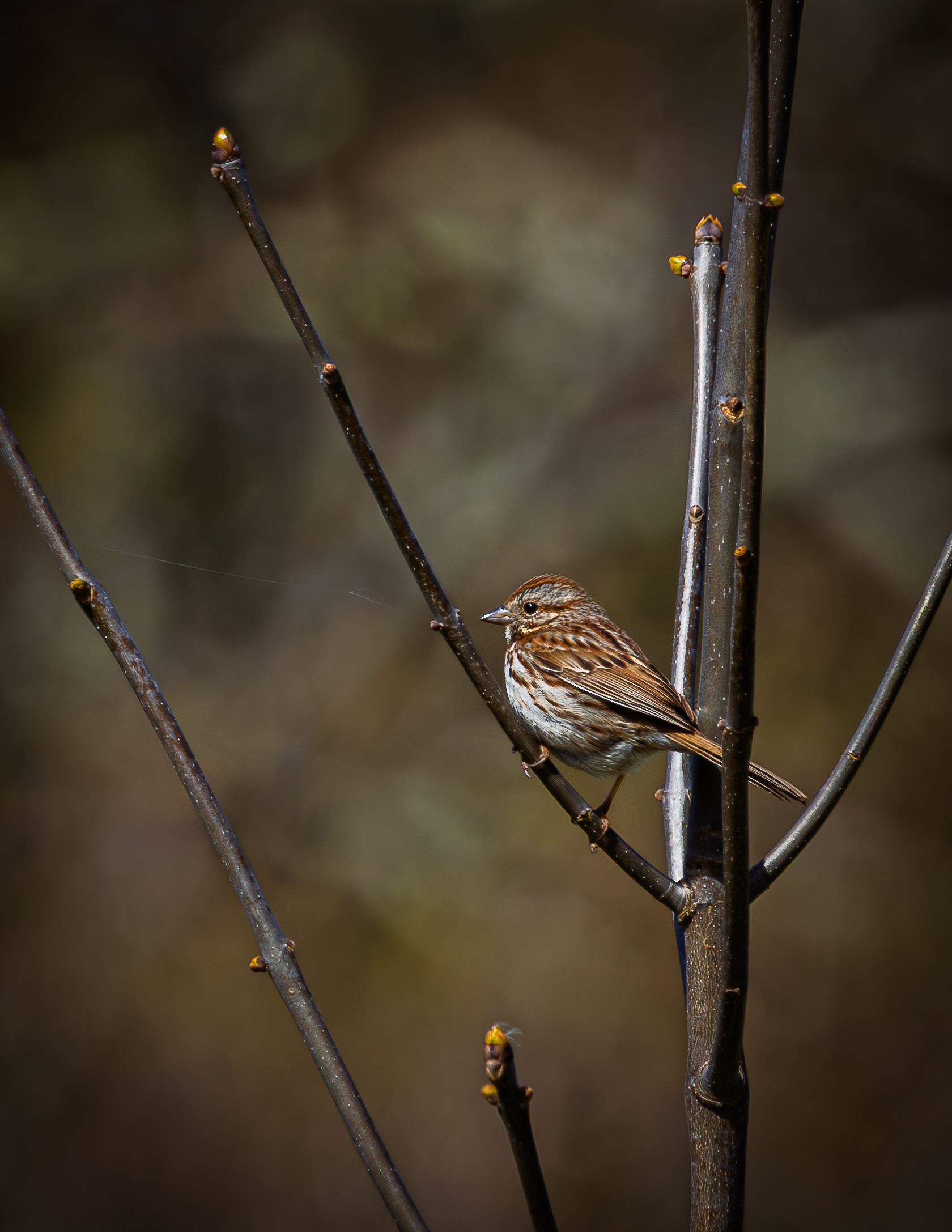 Song Sparrow No2