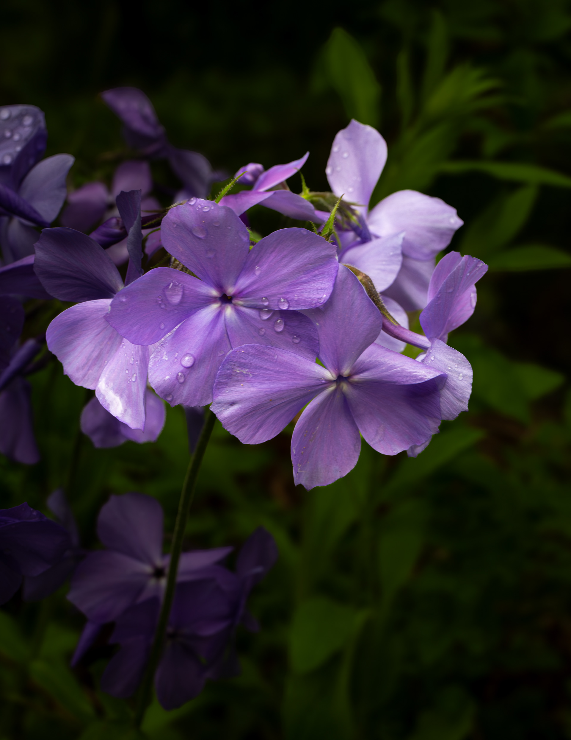 Garden Phlox After the Rain