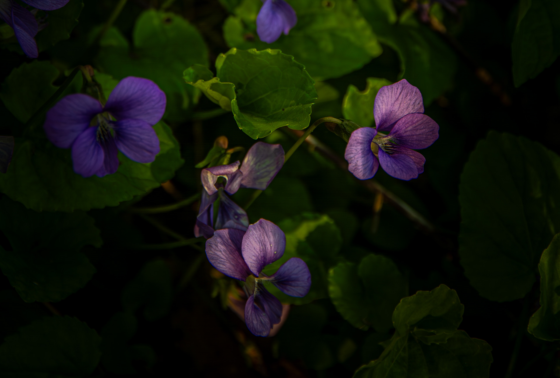 Wild Violets