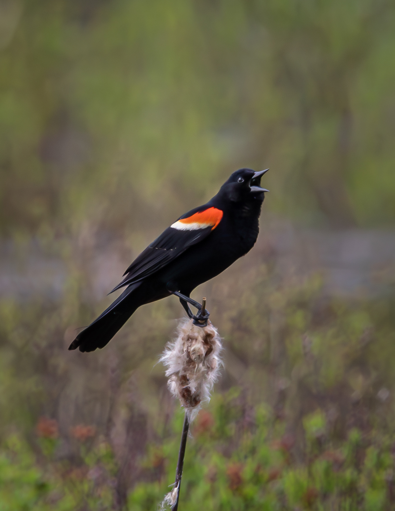 Male Red-winged Blackbird No1