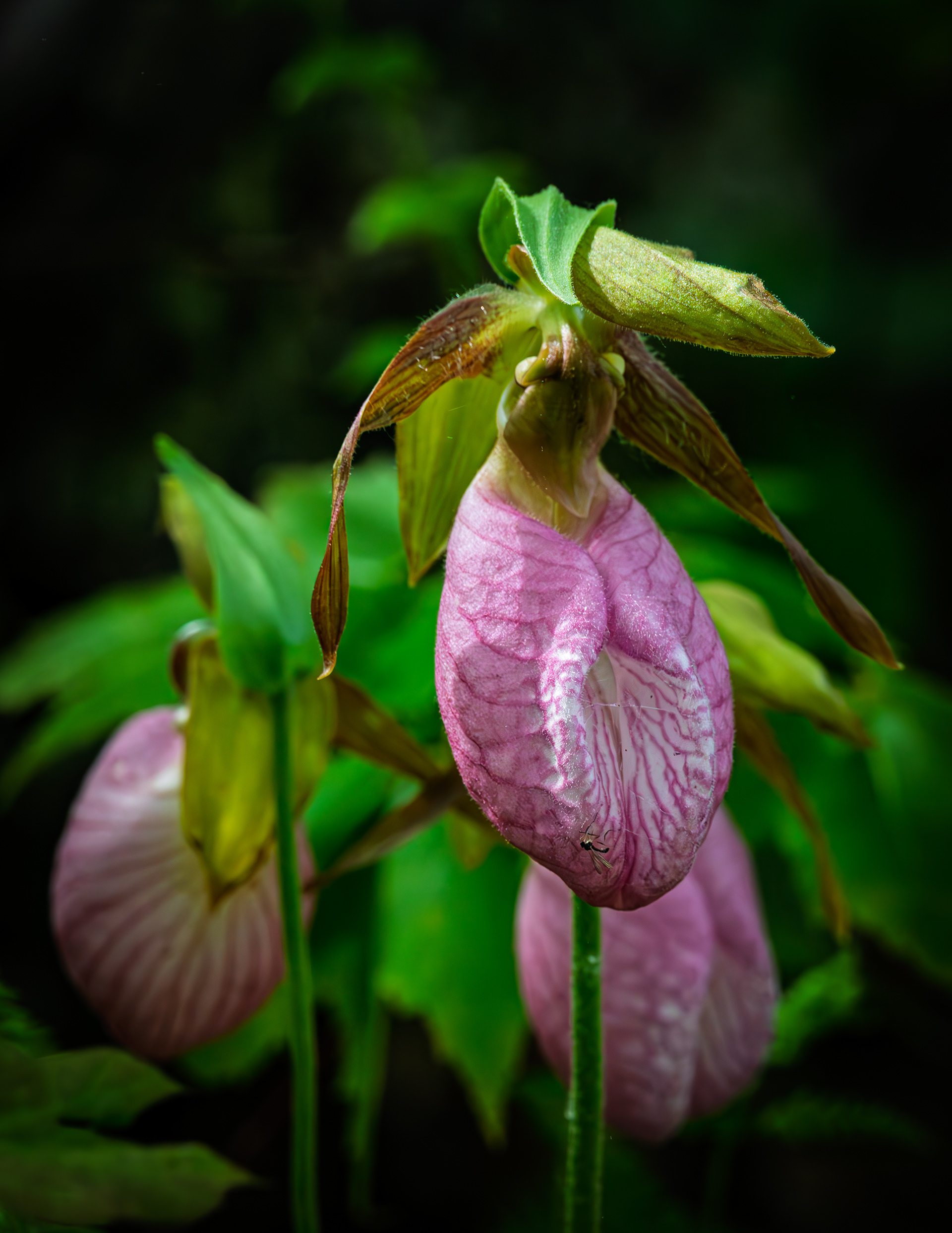 Lady Slipper No1