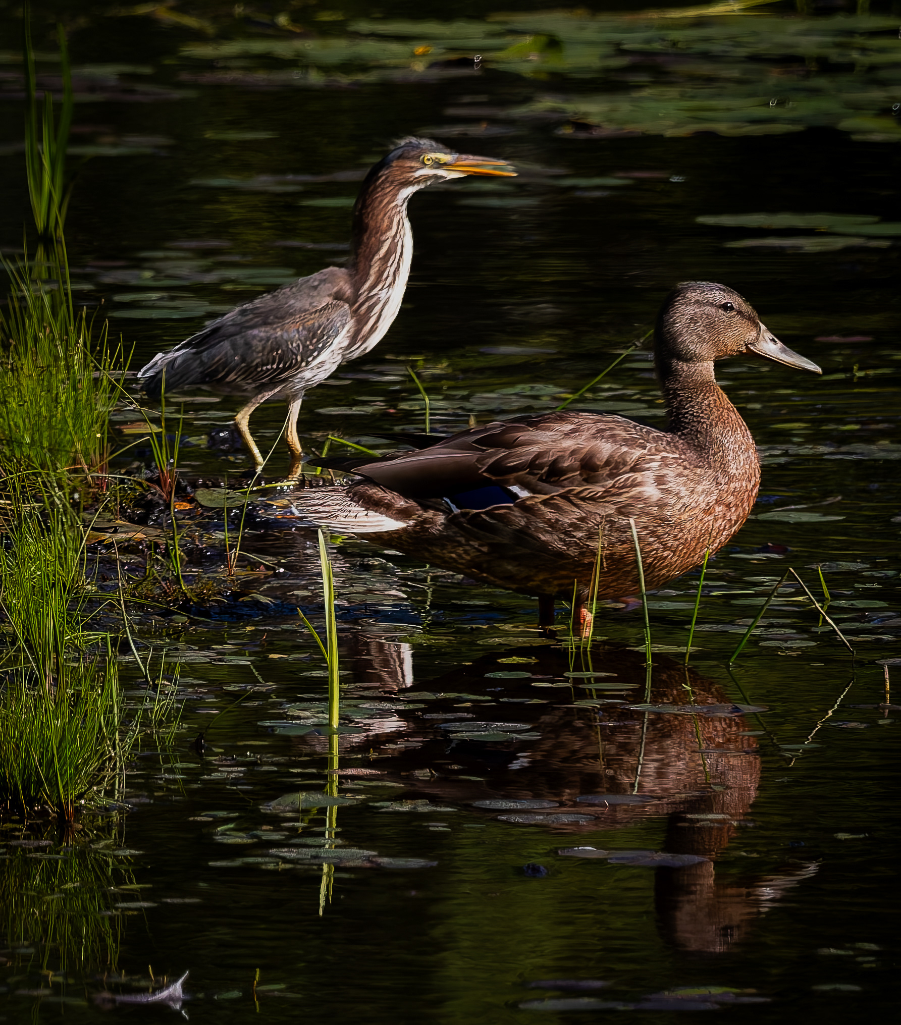 Green Heron and Mallard No5