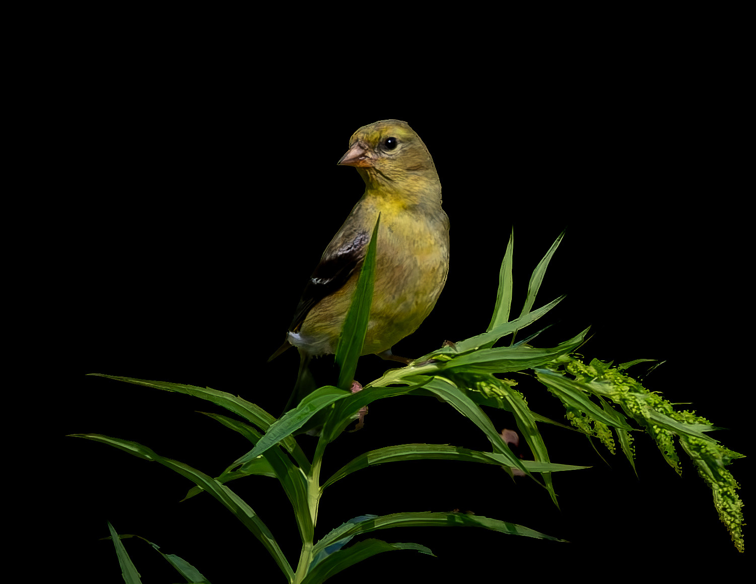 Low-key Female American Goldfinch - August 7, 2026