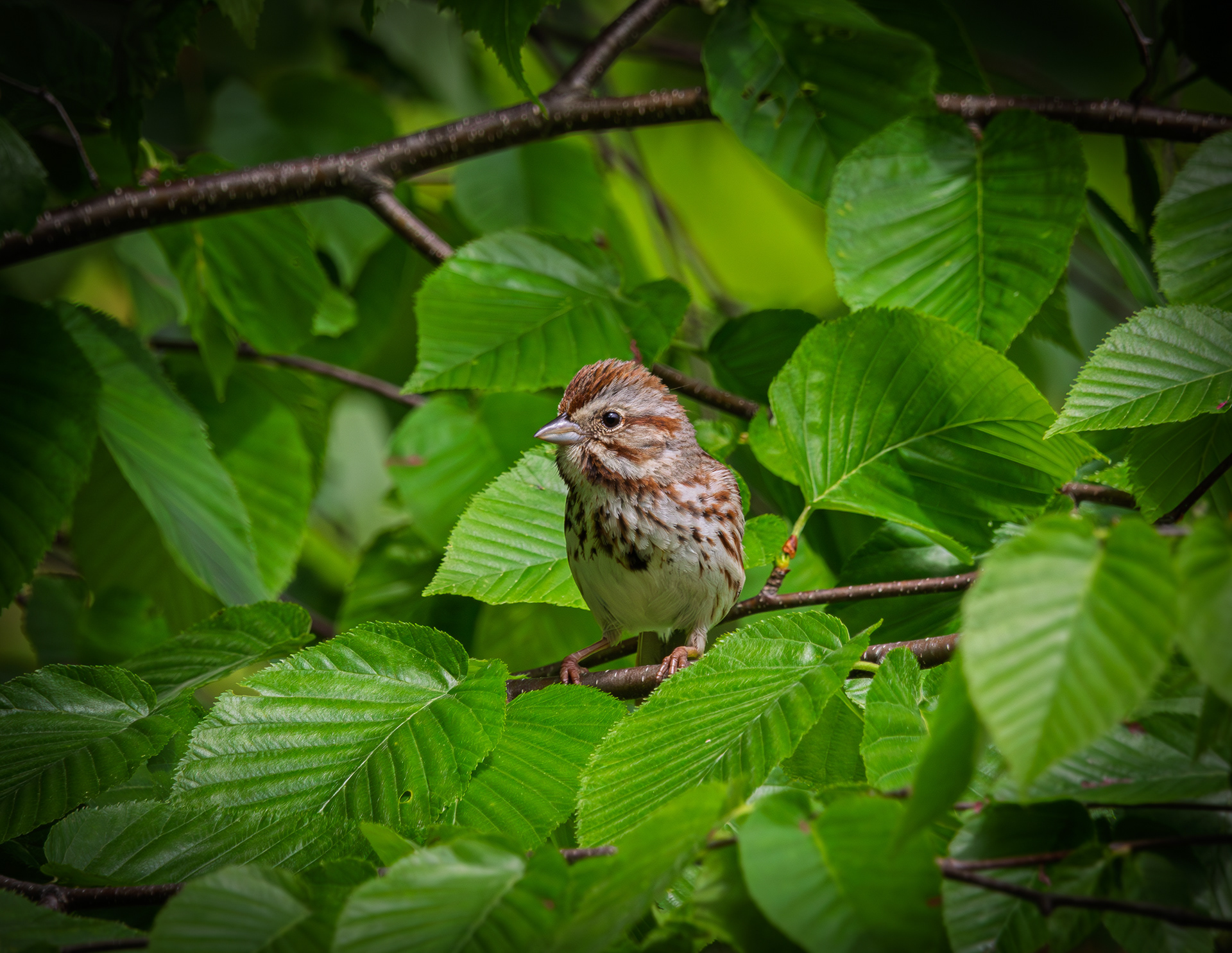 Song Sparrow - No1