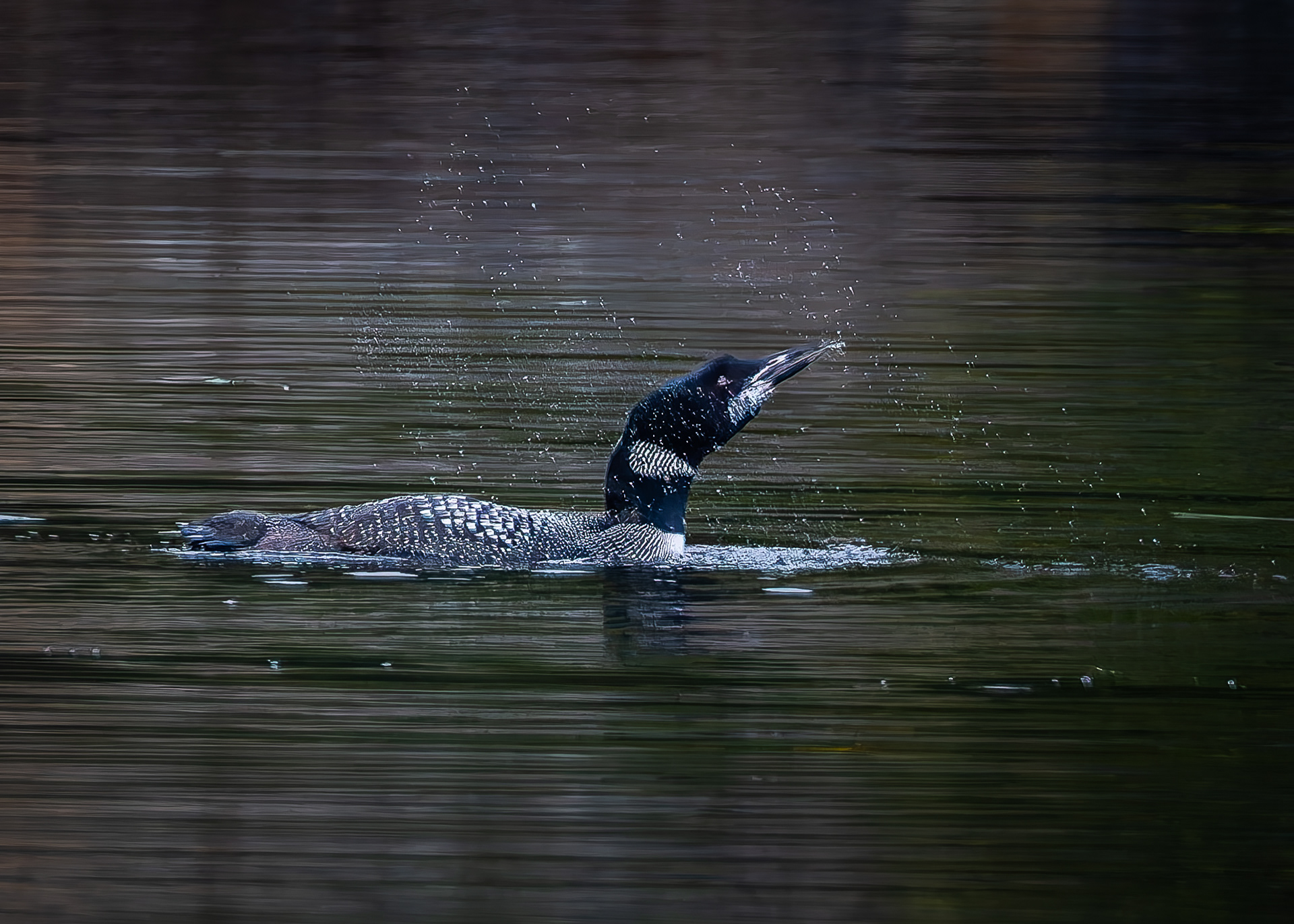 Common Loon No3 - September 20, 2026