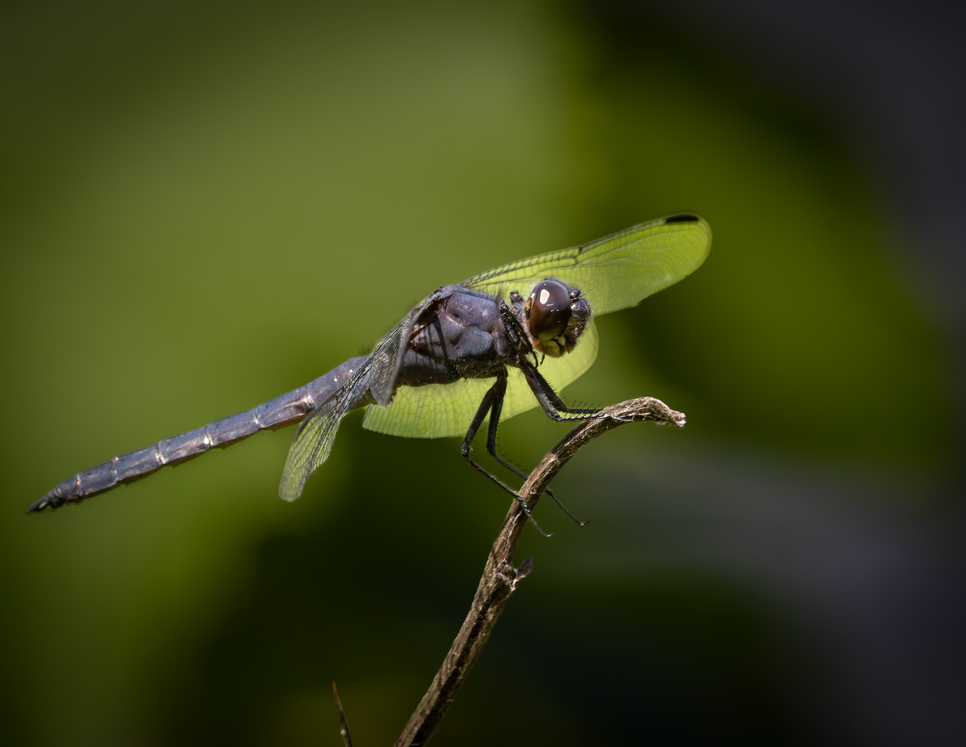 Dragonfly No2