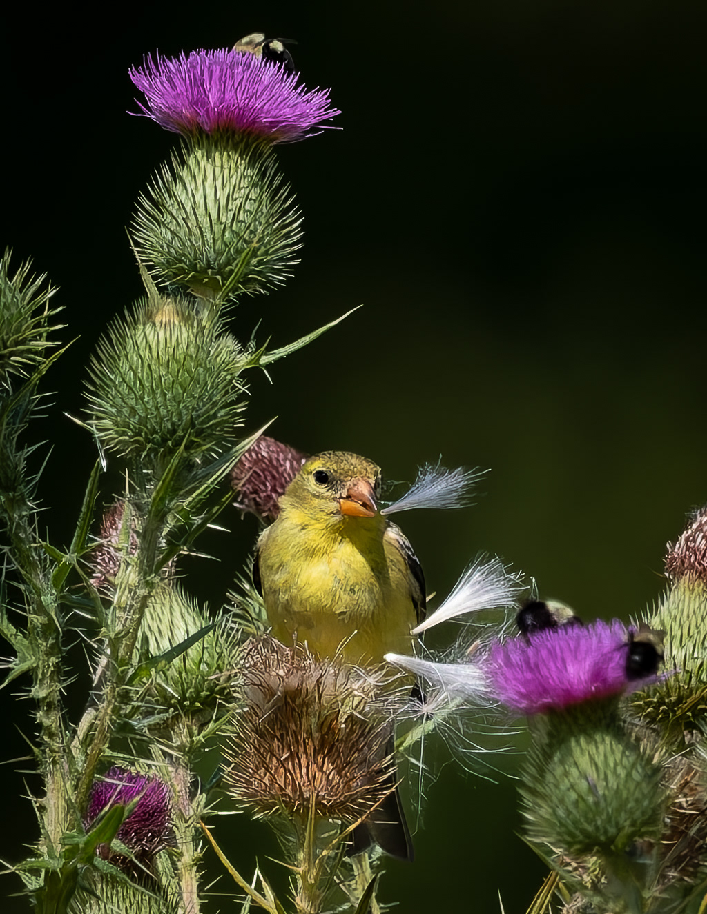 American Goldfinch No2