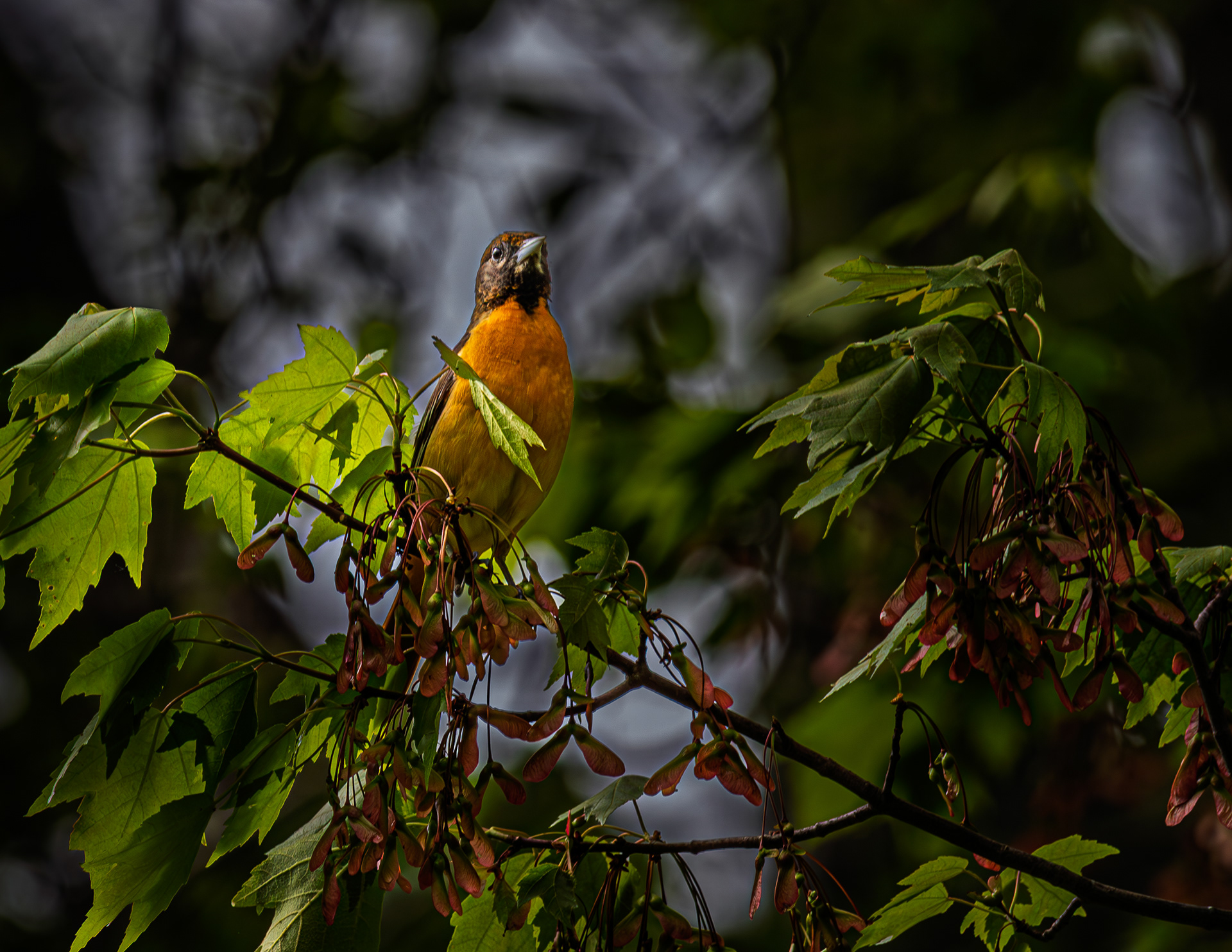 Immature Baltimore Oriole No2