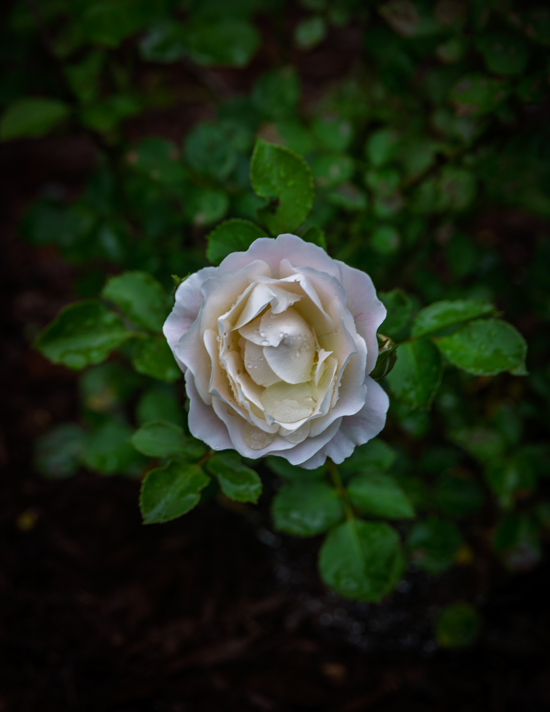 Snowdrift Rose No2