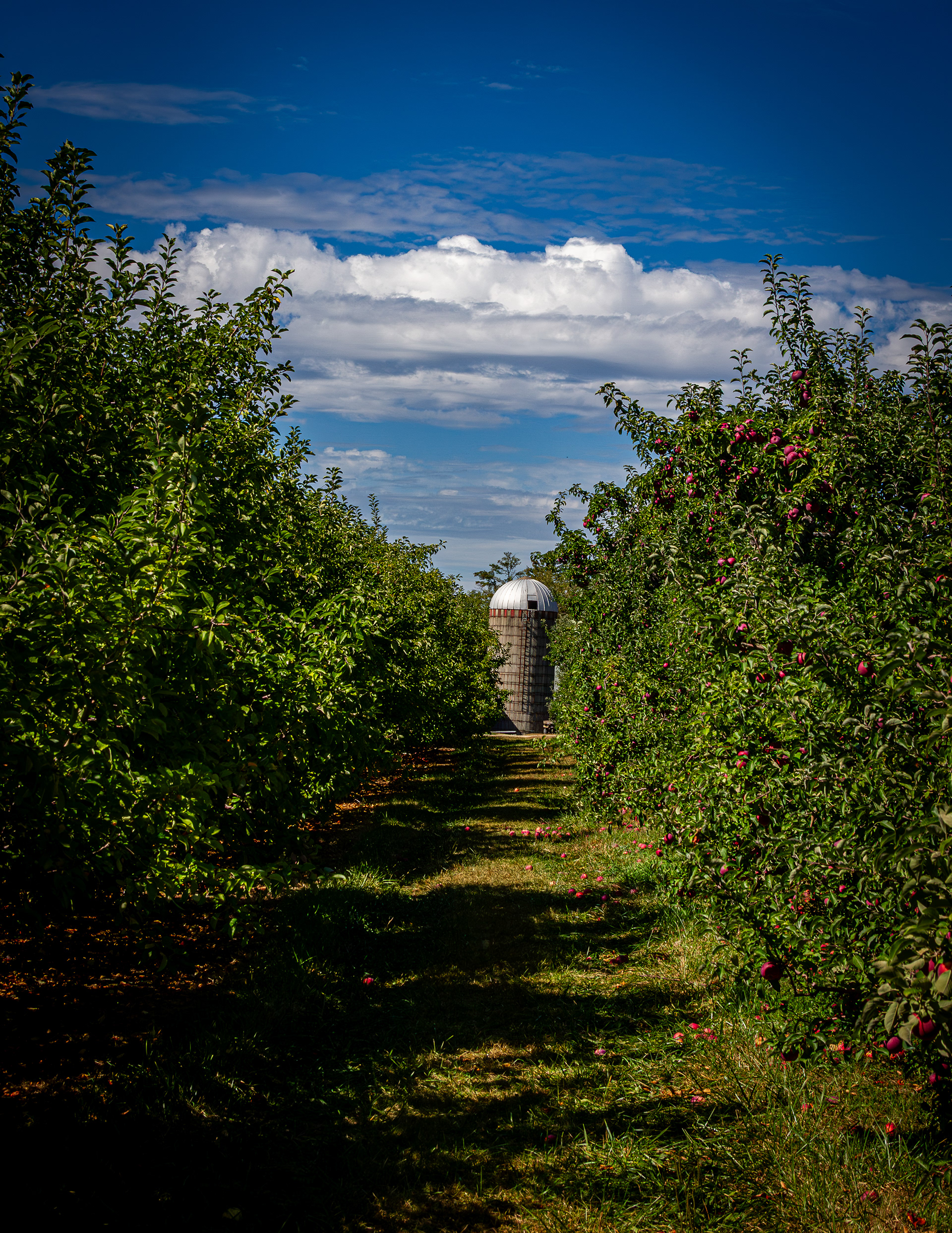 Meadowledge Orchard No2