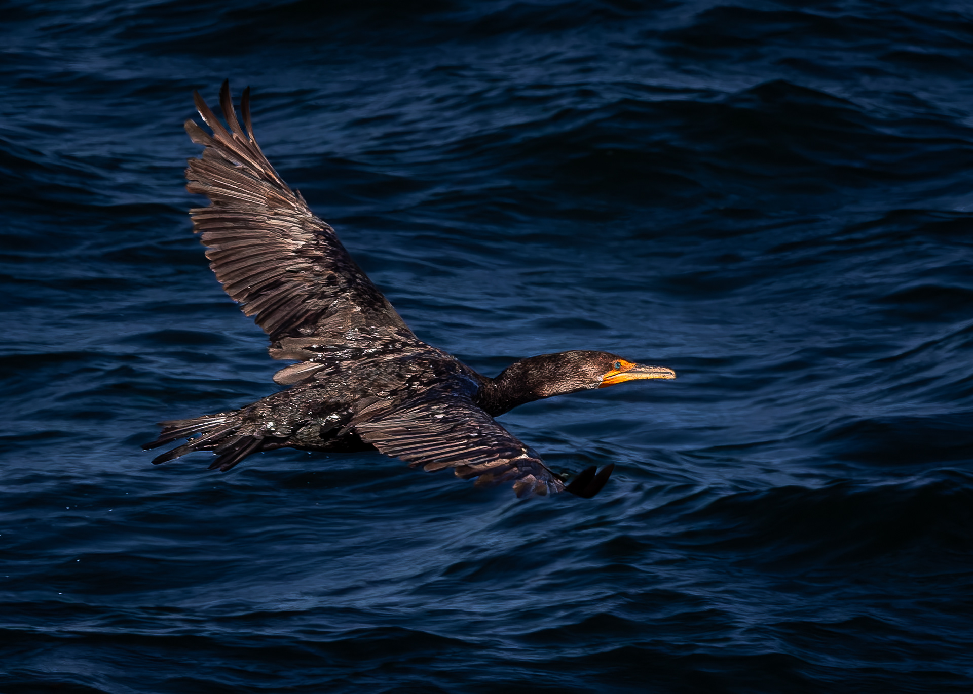 Double-crested Cormorant - September 24, 2026