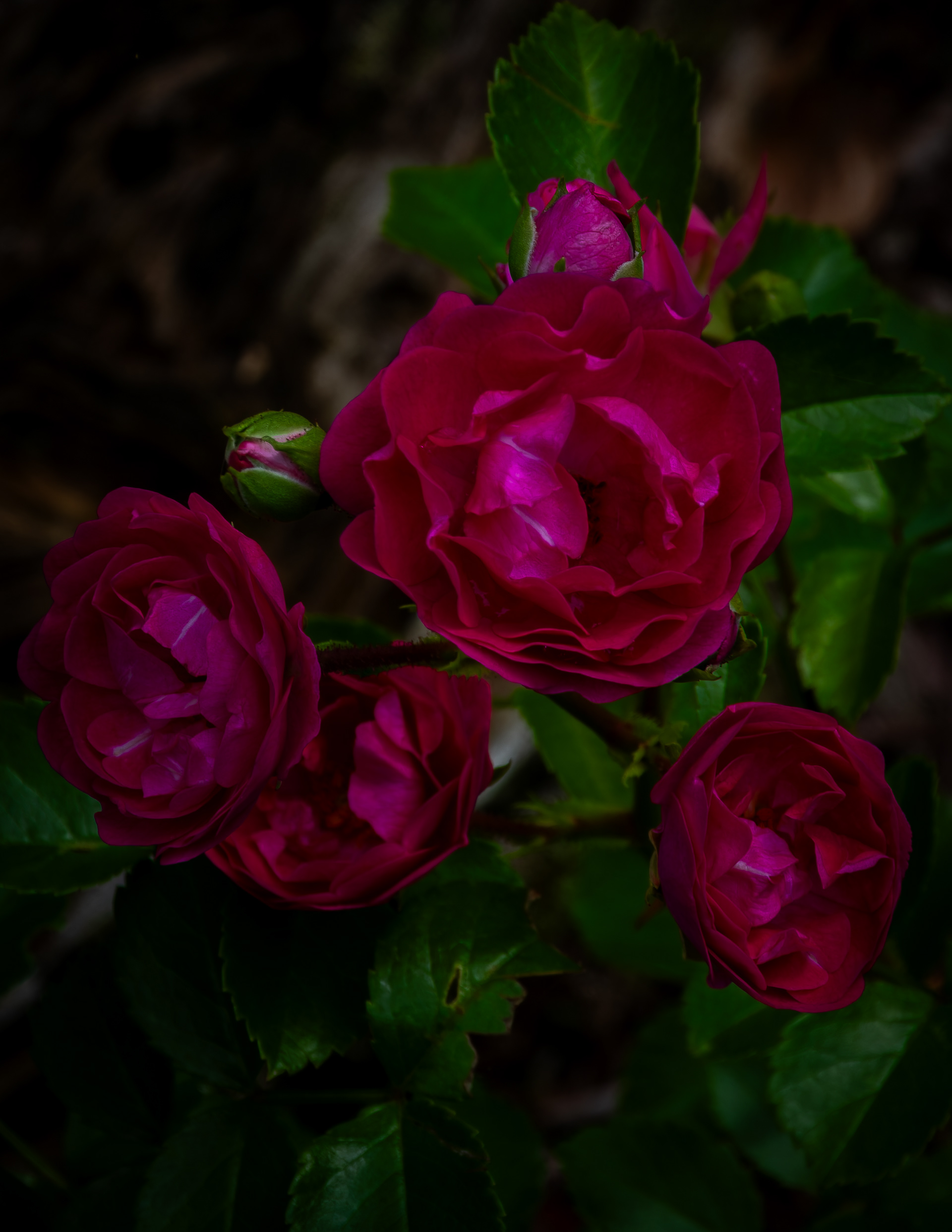 Pink Roses