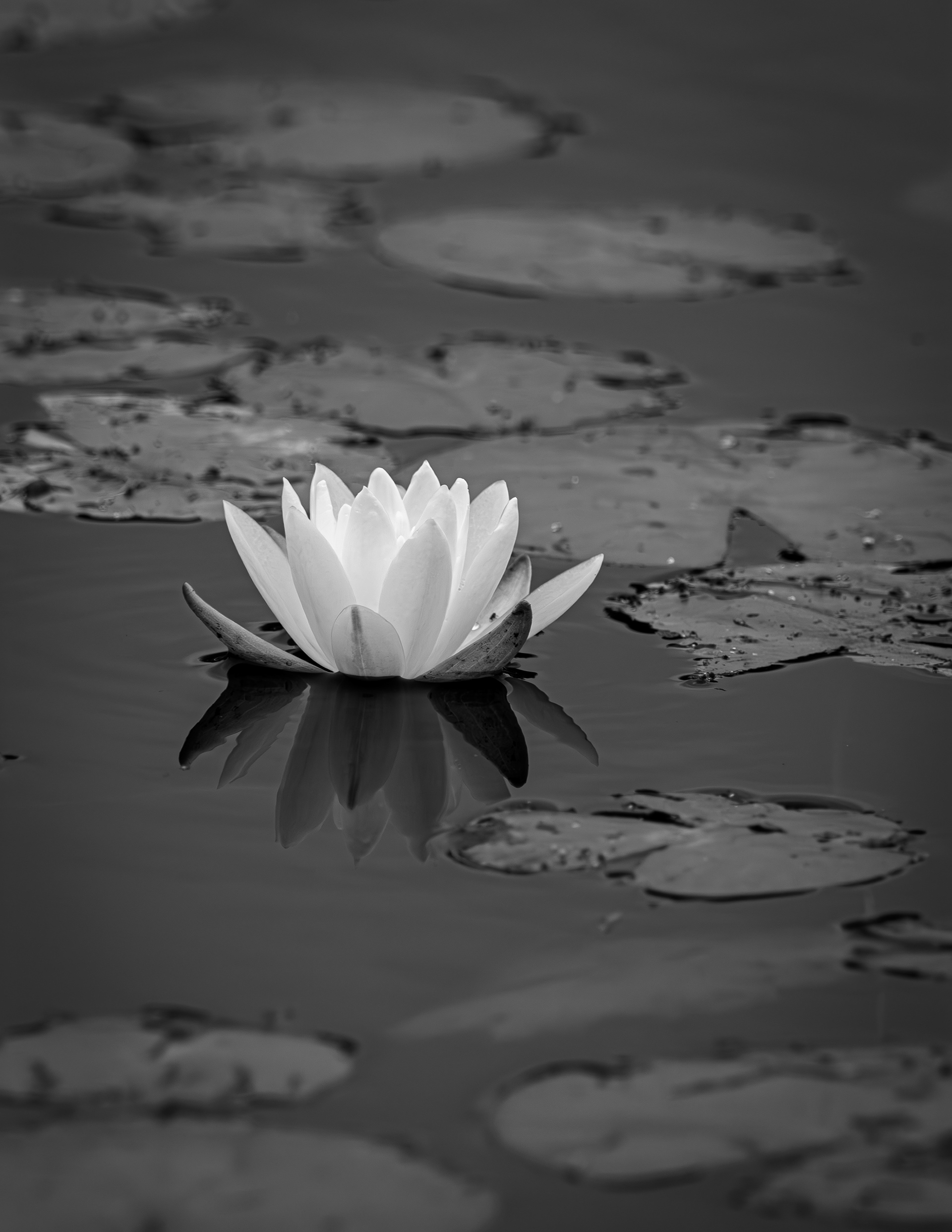 Water Lily at CSV No1