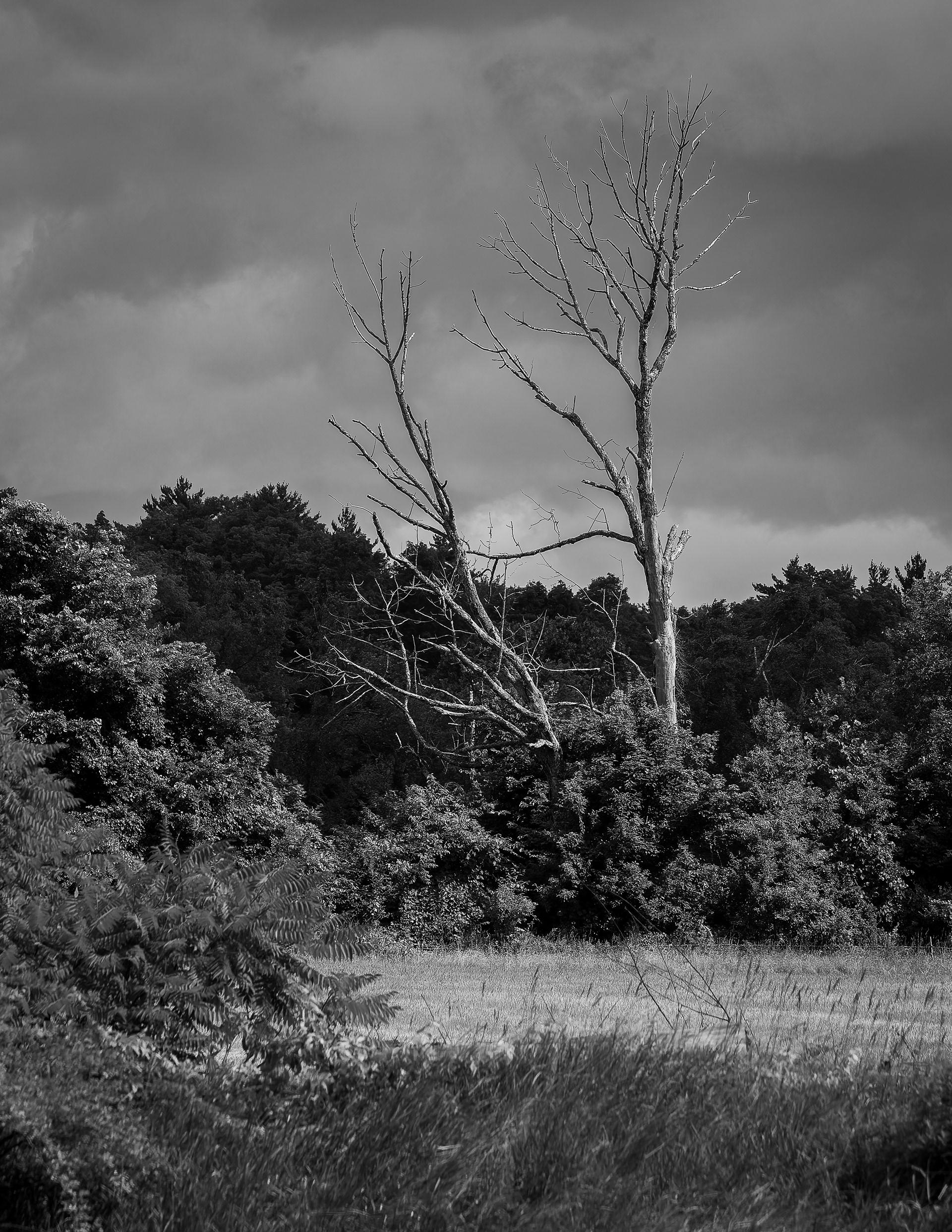 Dead Trees in Black & White