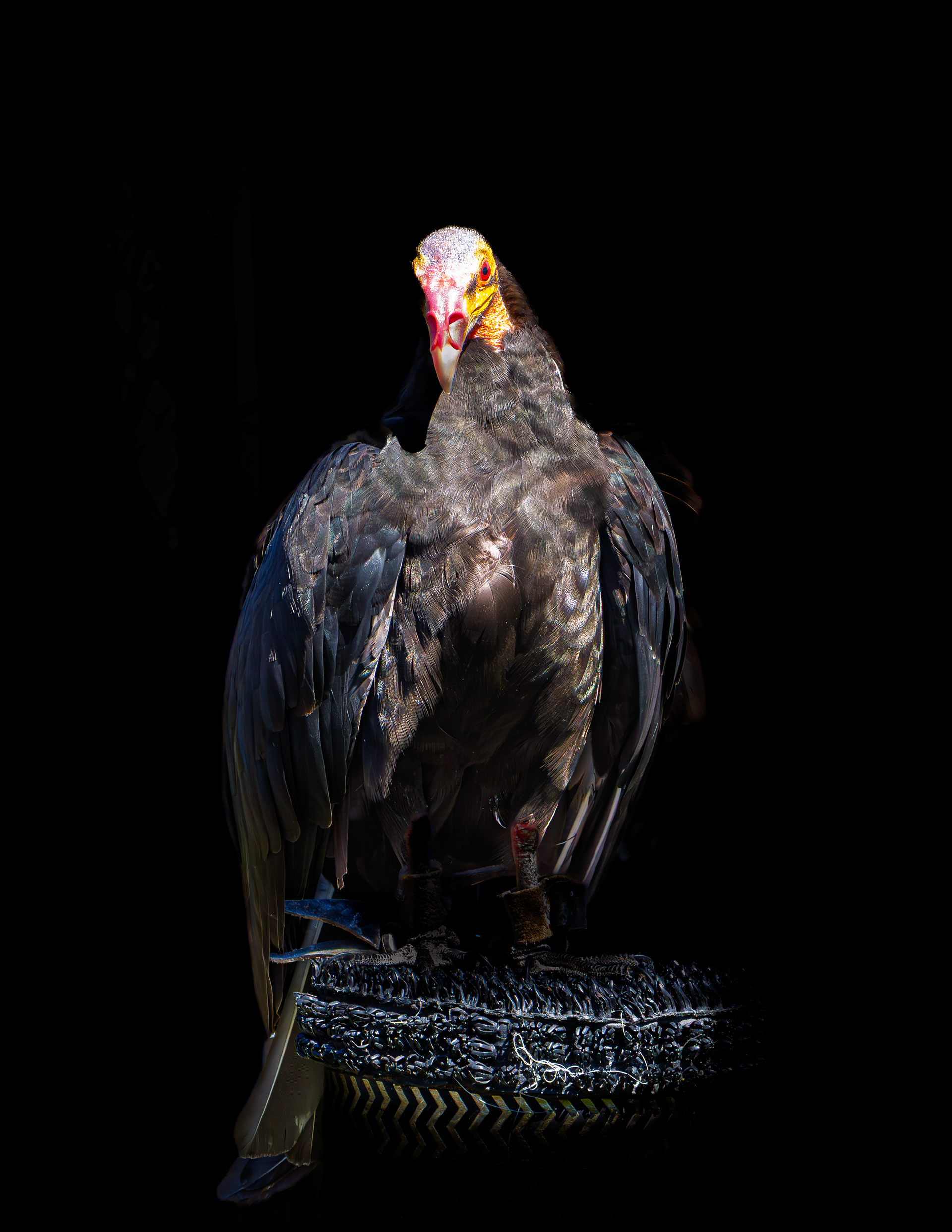 Vulture