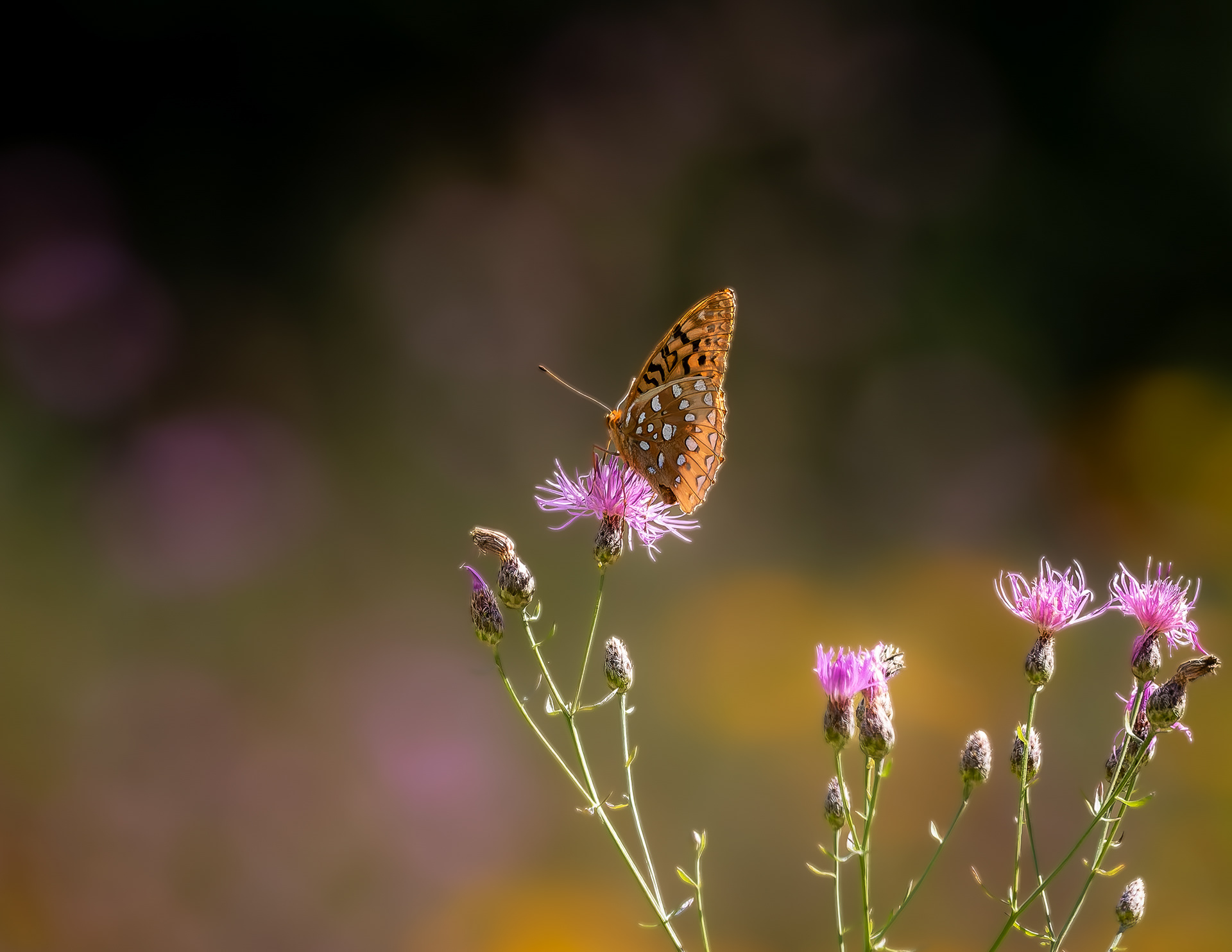 Great Spangled Fritillary
