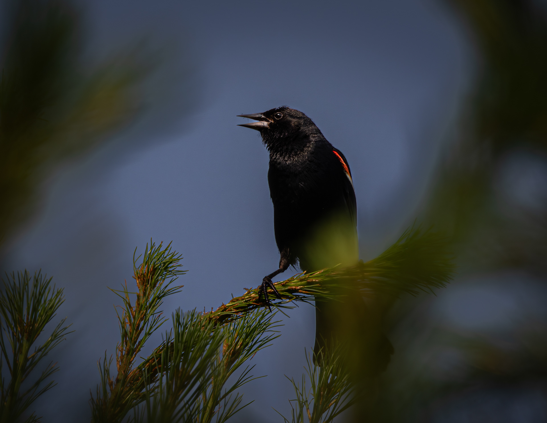 Male Red-winged Blackbird at CSV