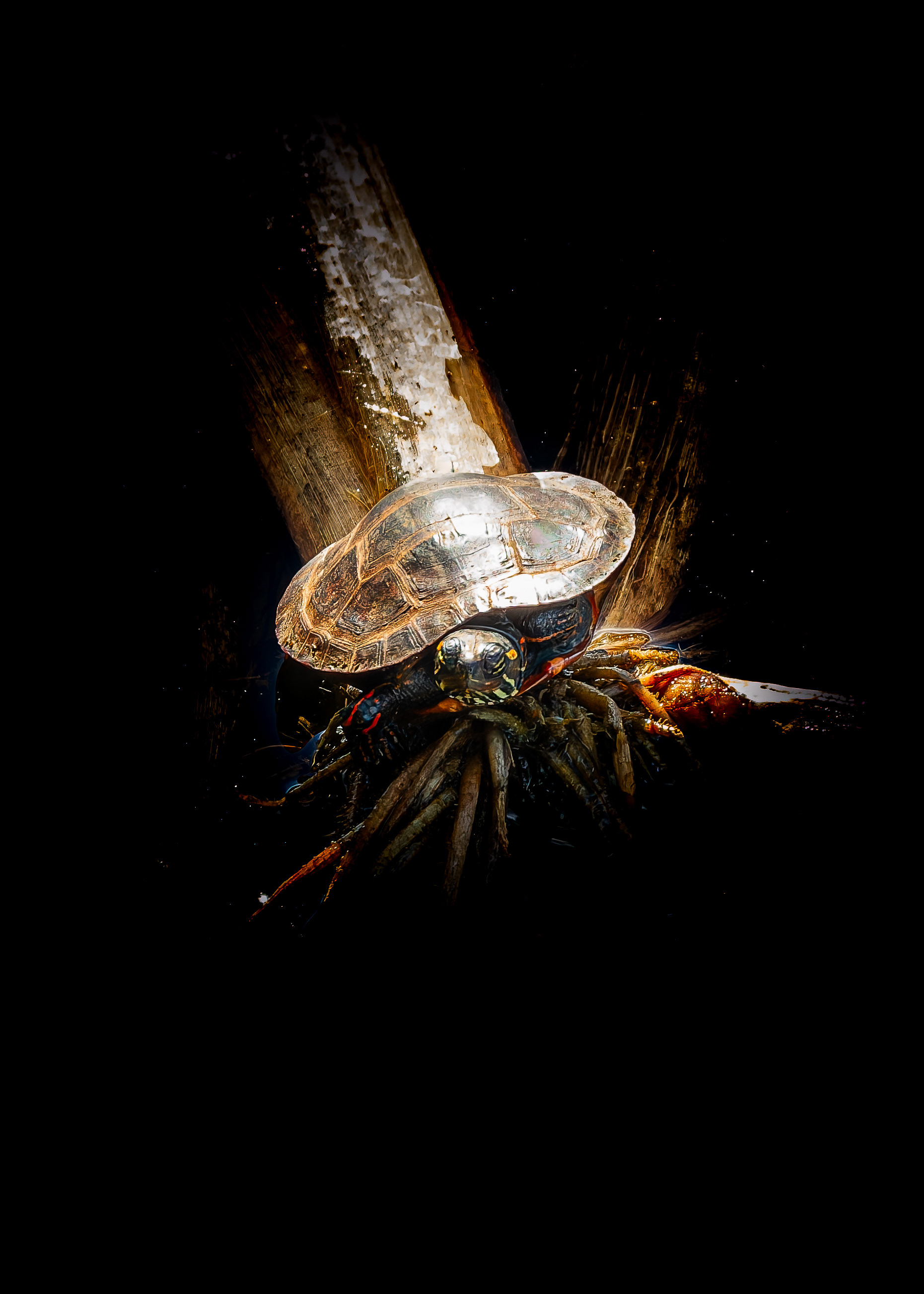 Baby Painted Turtle - September 18, 2026