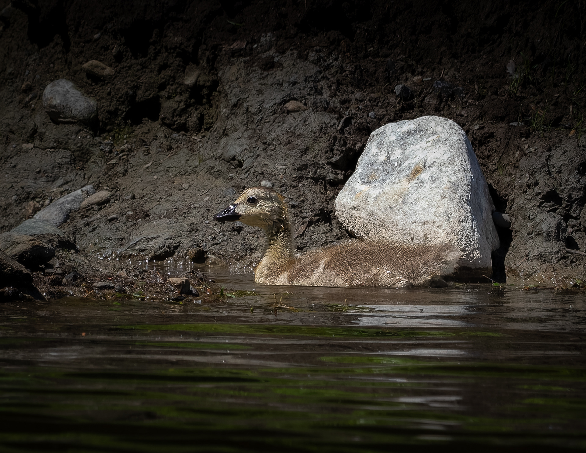Canada Goose Gosling