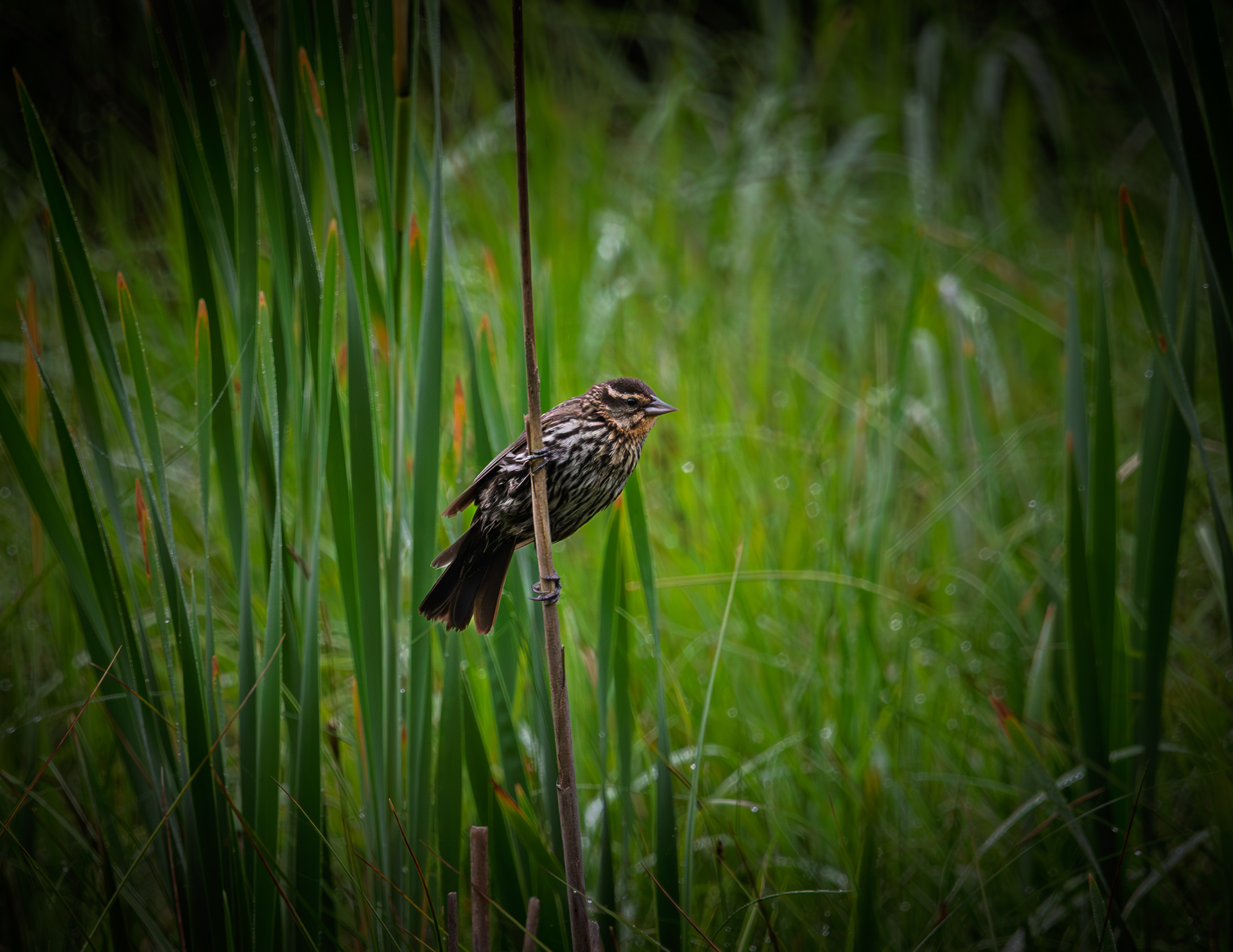 Female Red-winged Blackbird No1