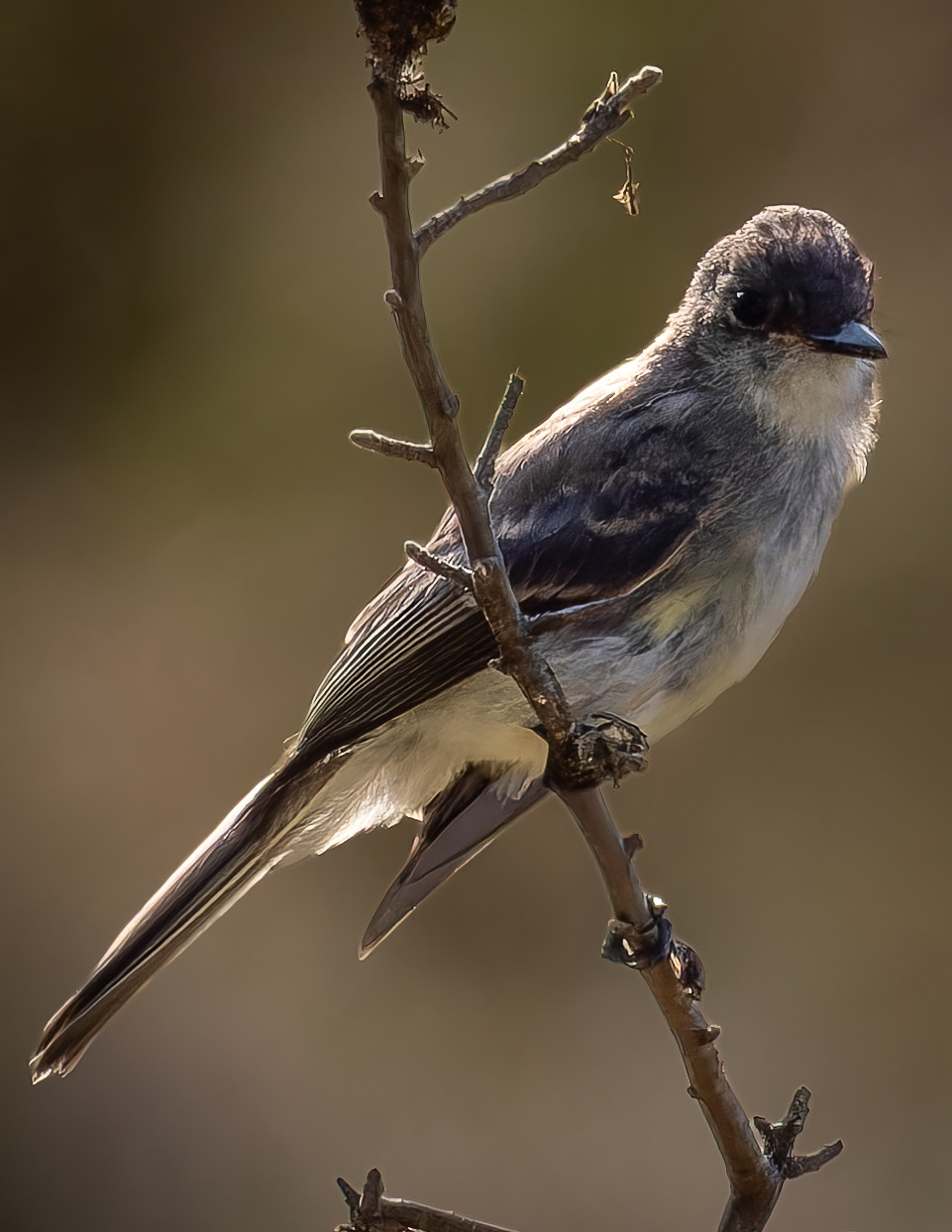 Eastern Phoebe No1