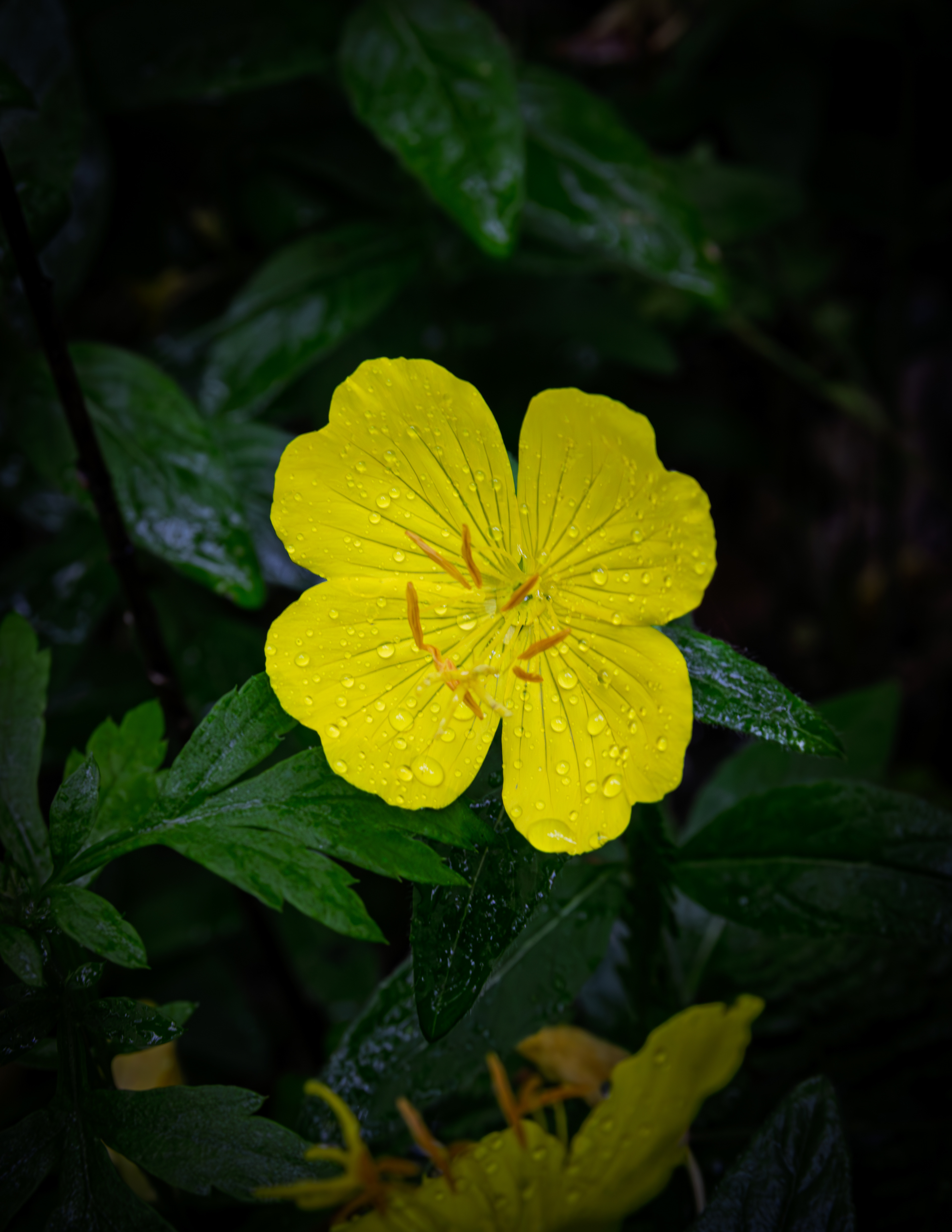 Missouri Primrose