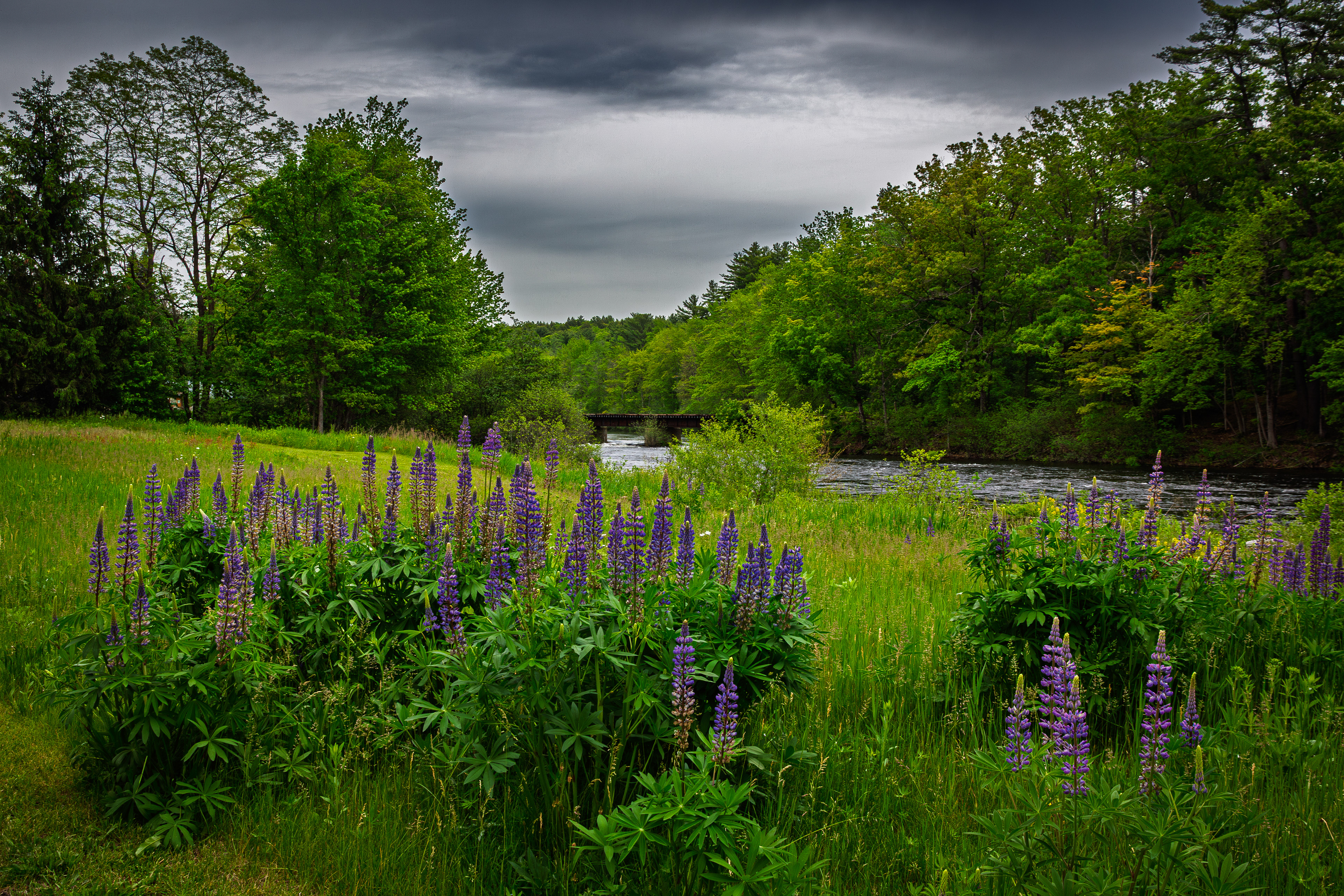 Lupines No3