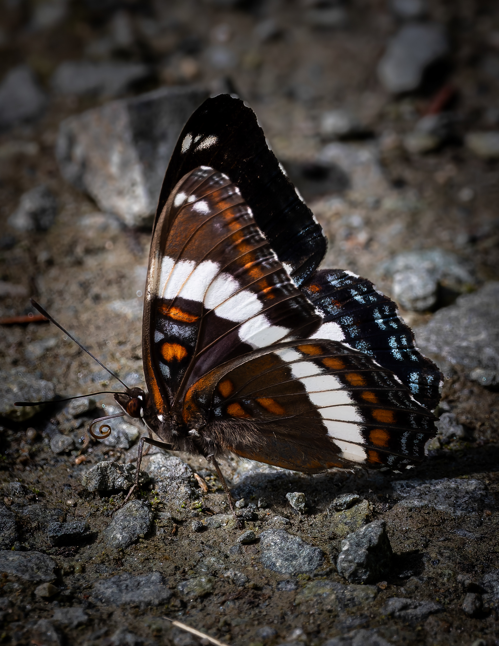 White Admiral Butterfly - June 22, 2026