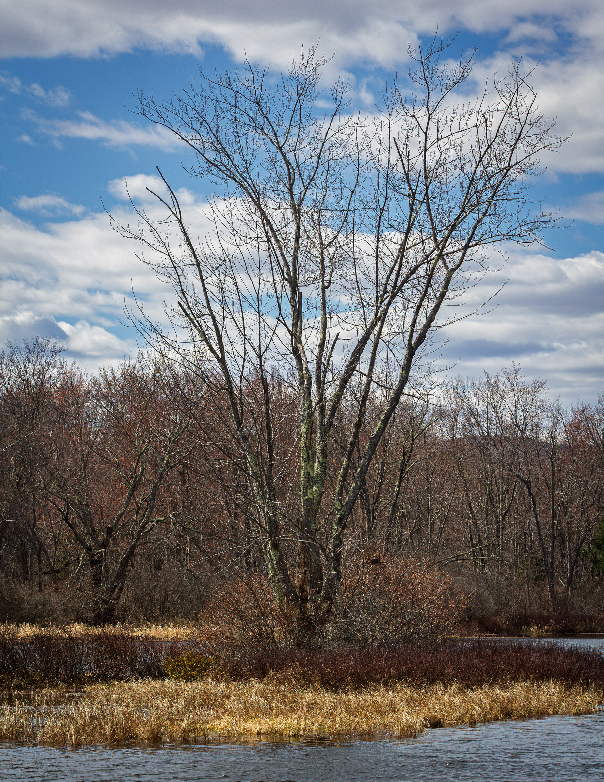 Tree at Grey Rocks No2
