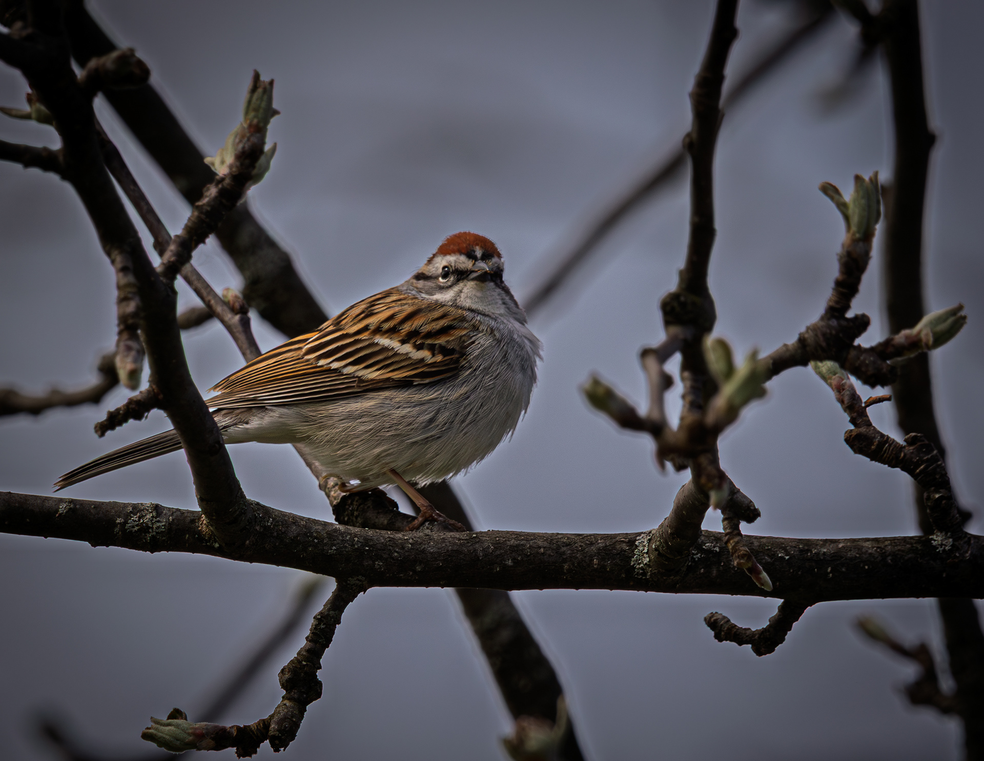 Chipping Sparrow at CSV