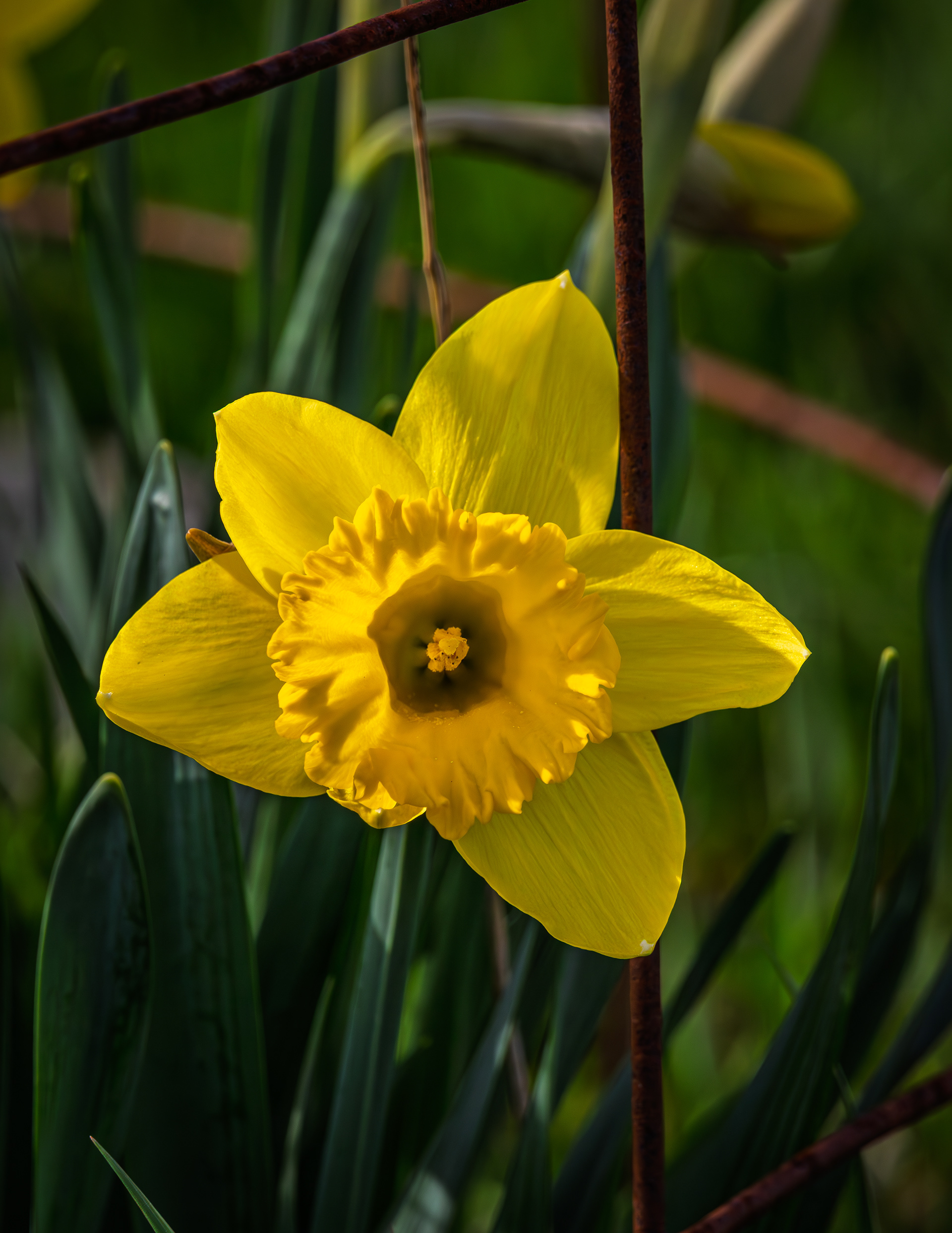 Daffodil at CSV