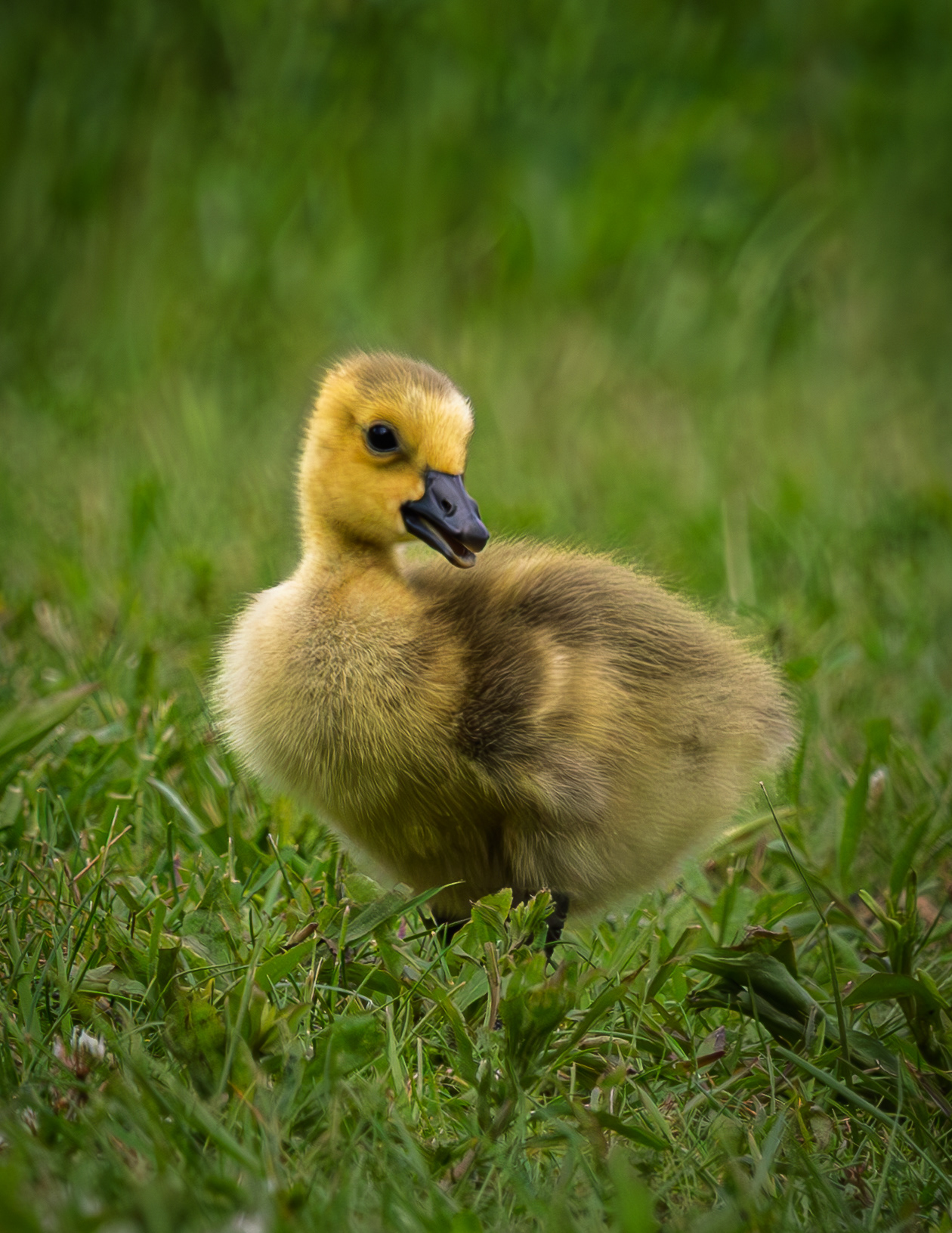 Canada Goose Chick - June 7, 2026