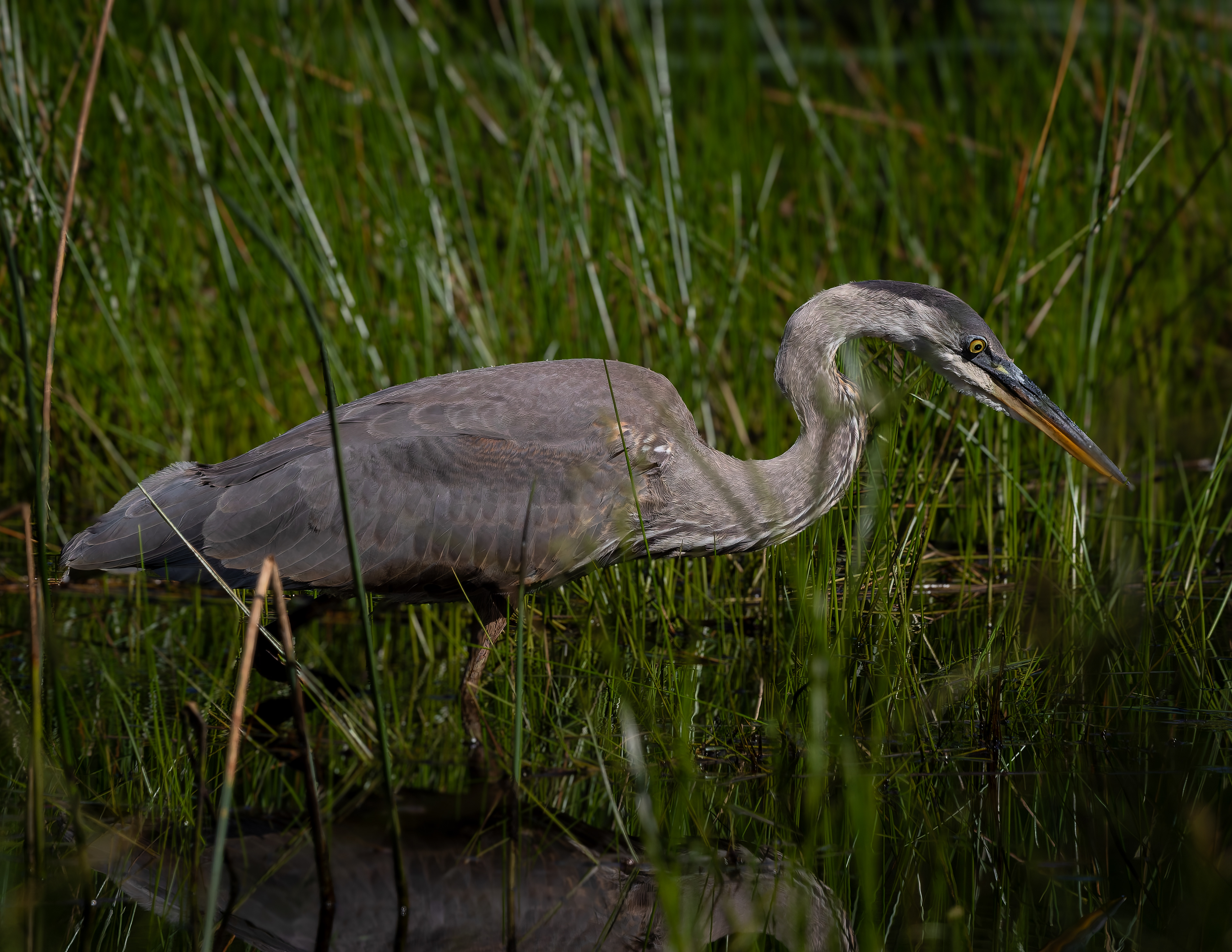 Great Blue Heron No1