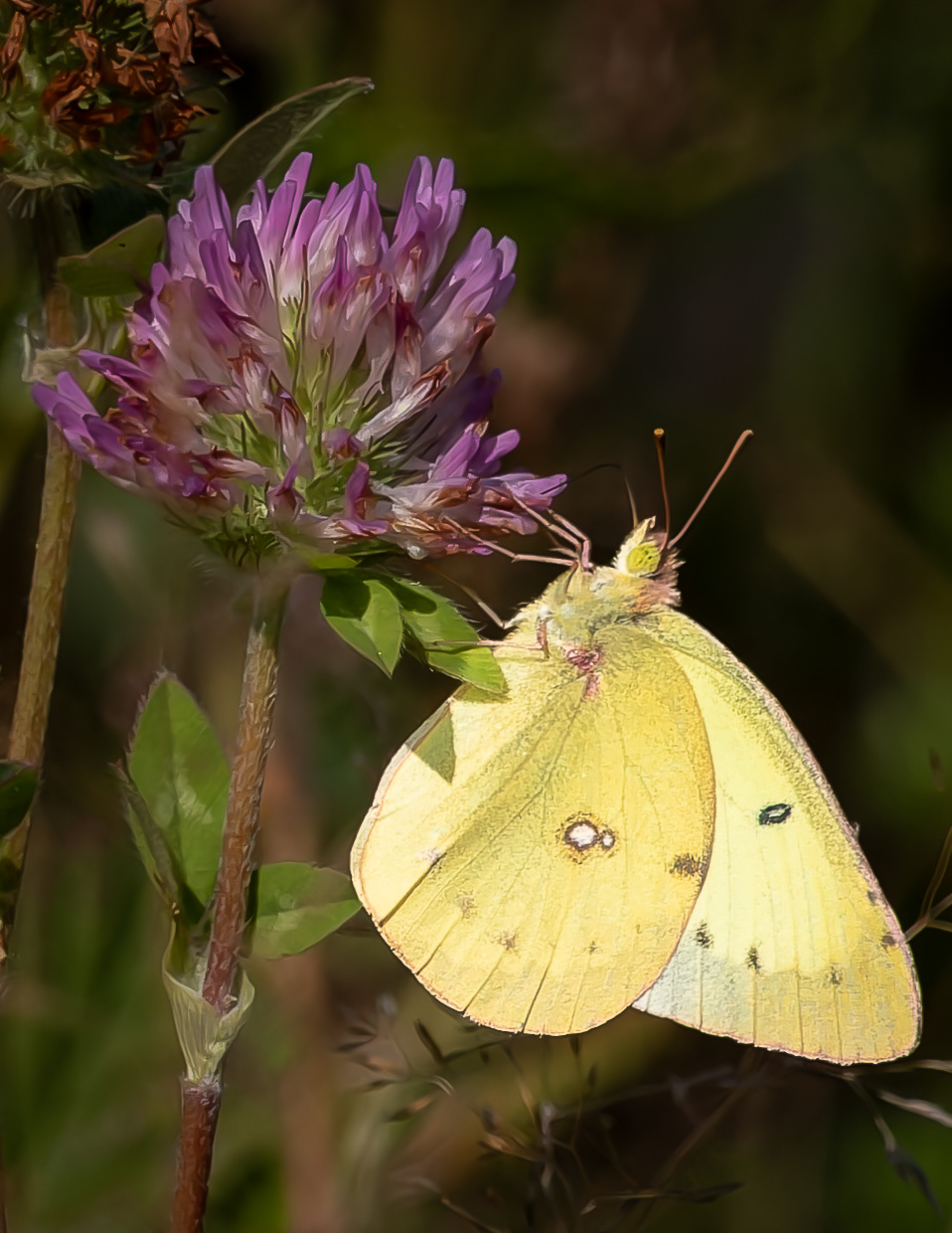 Clouded Sulphur Butterfly - August 16, 2026